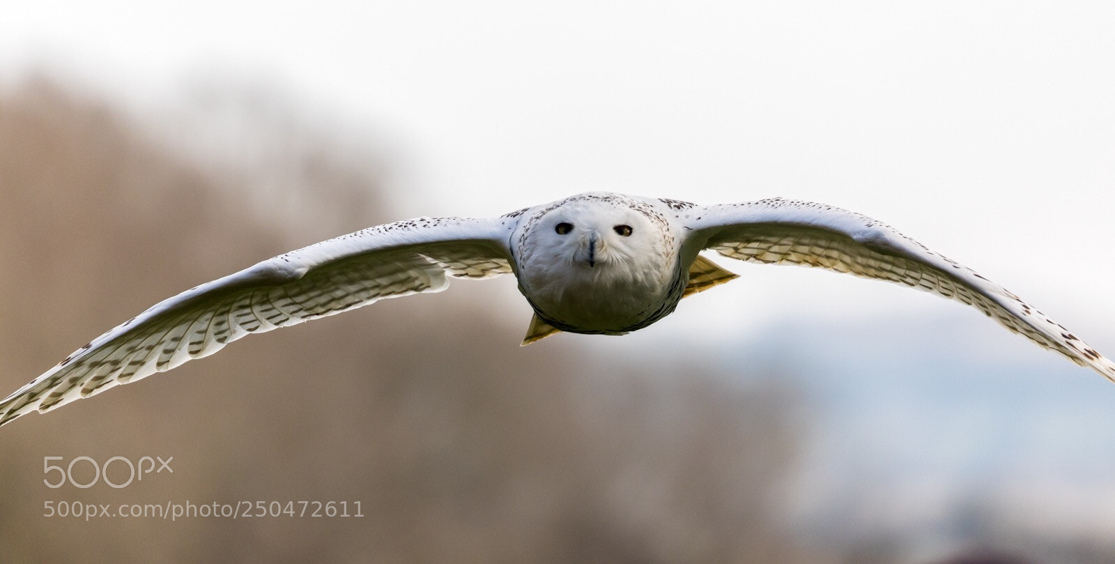Canon EOS 5D Mark IV sample photo. Snowy owl photography