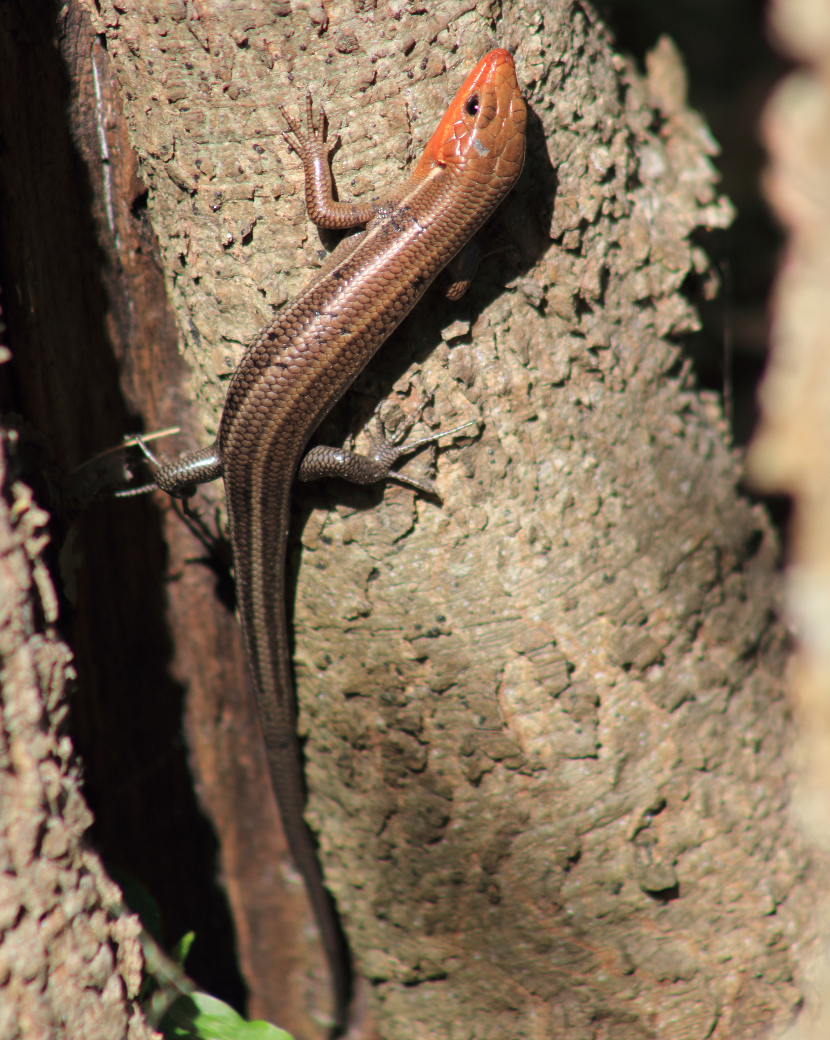 Canon EF 75-300mm f/4-5.6 sample photo. Skink photography
