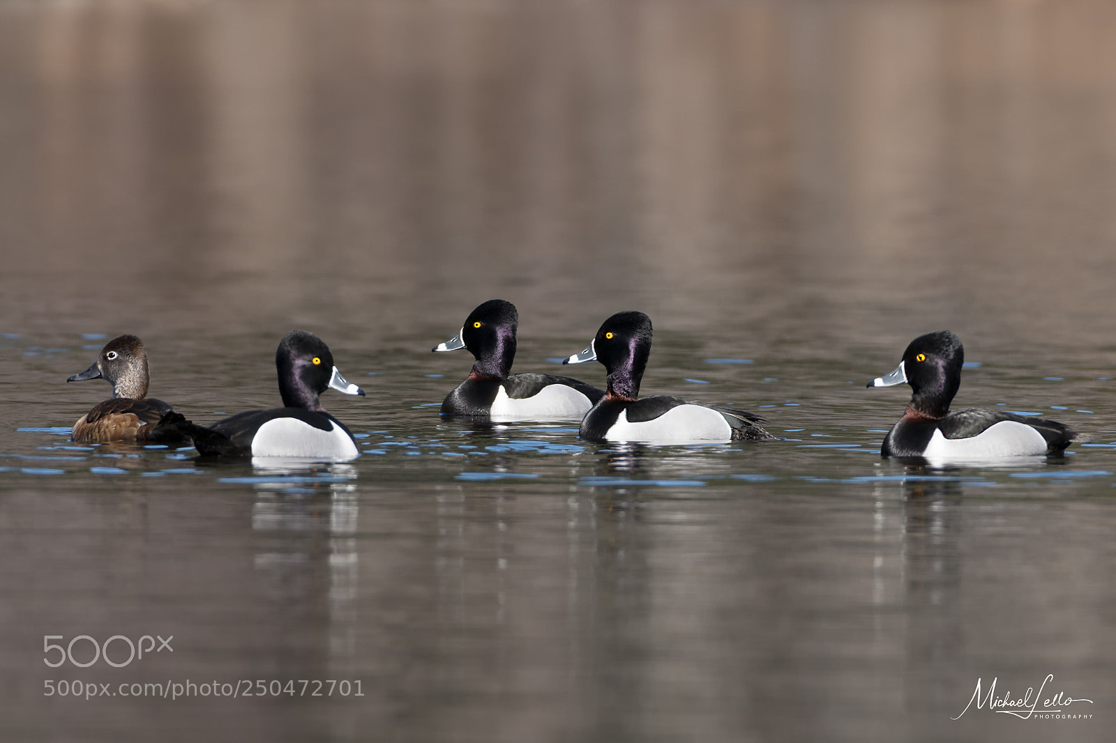 Nikon D500 sample photo. Ring-necked raft photography