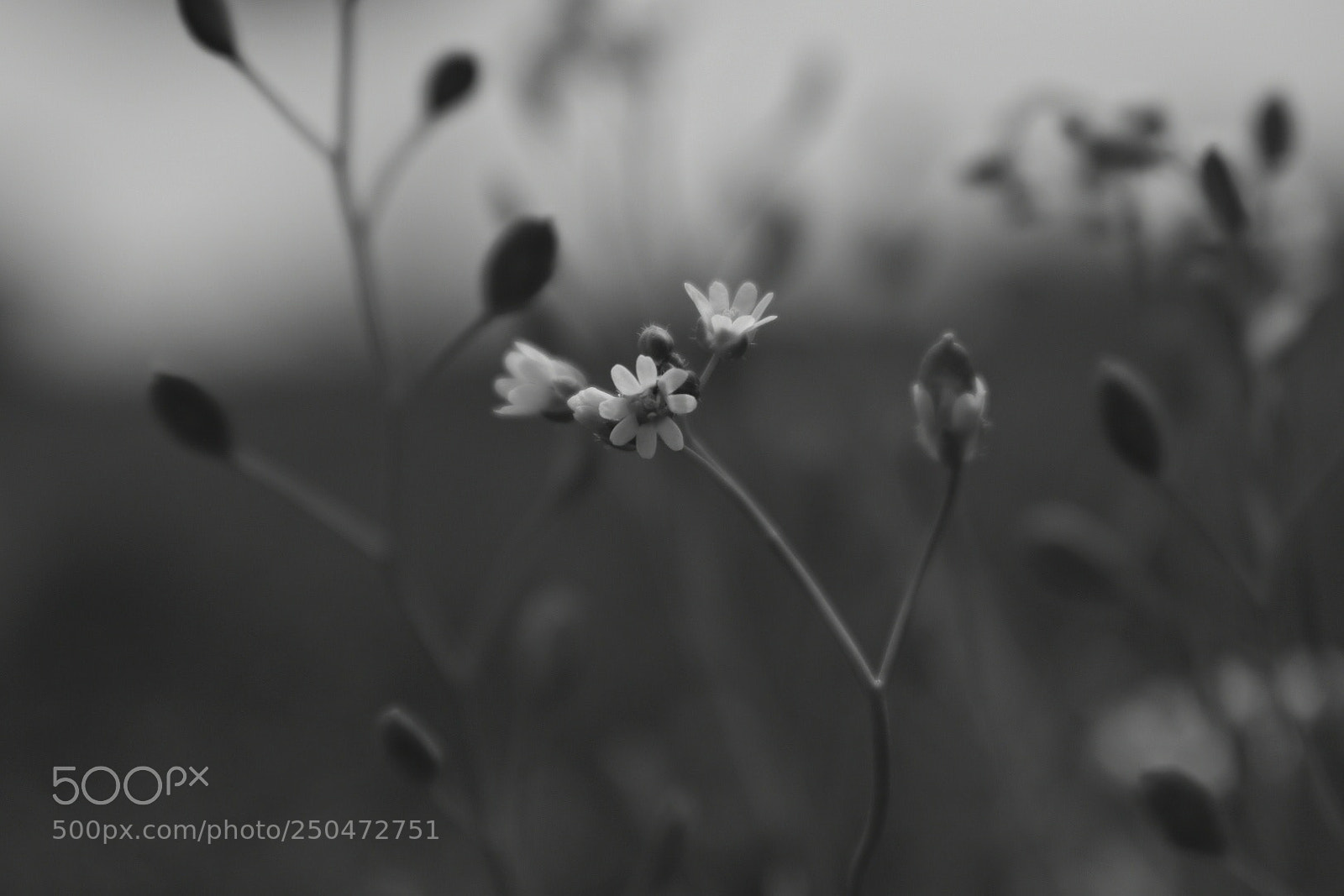 Nikon D5600 sample photo. Untitled photography