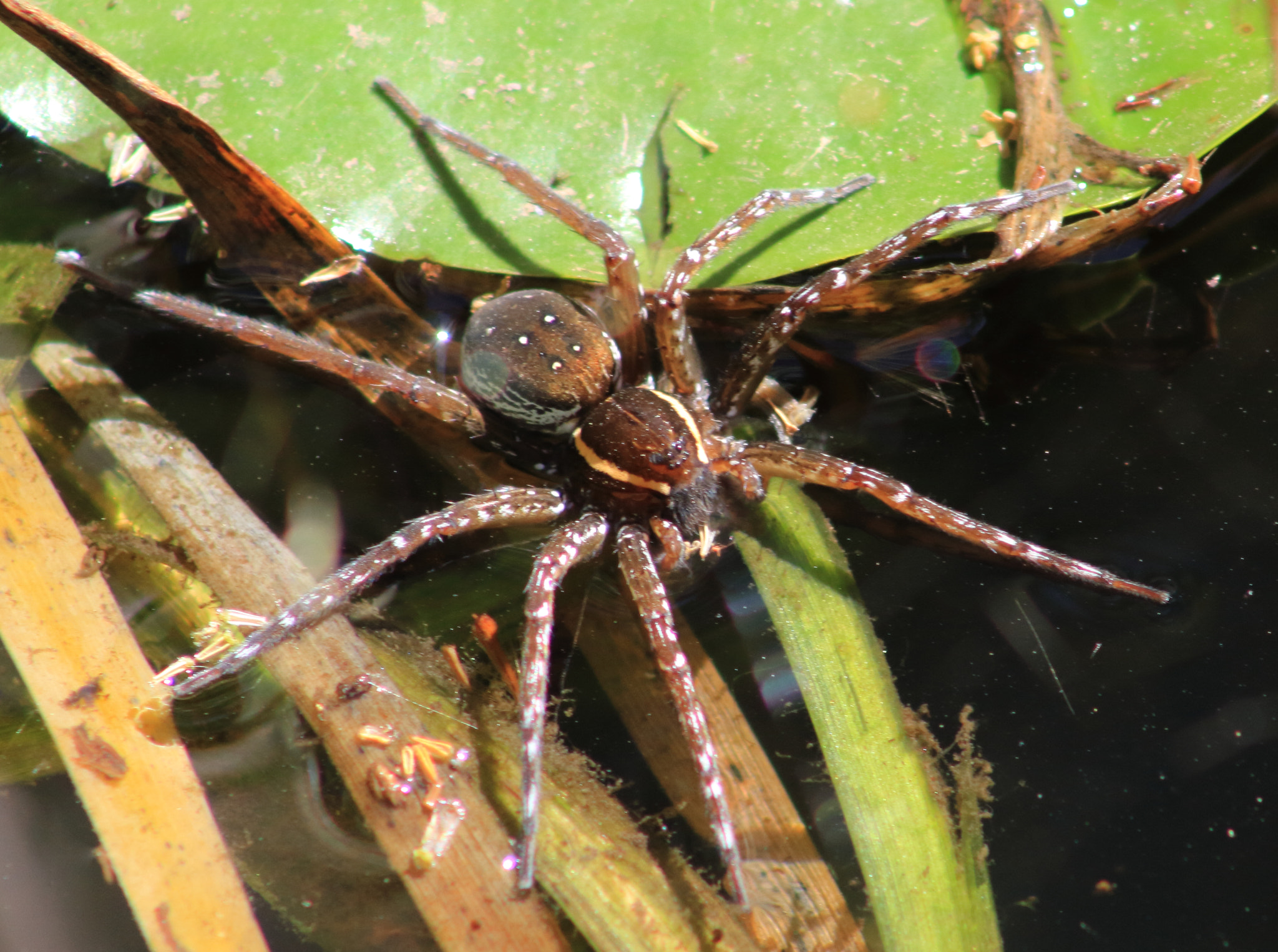 Canon EF 75-300mm f/4-5.6 sample photo. Fishing spider photography