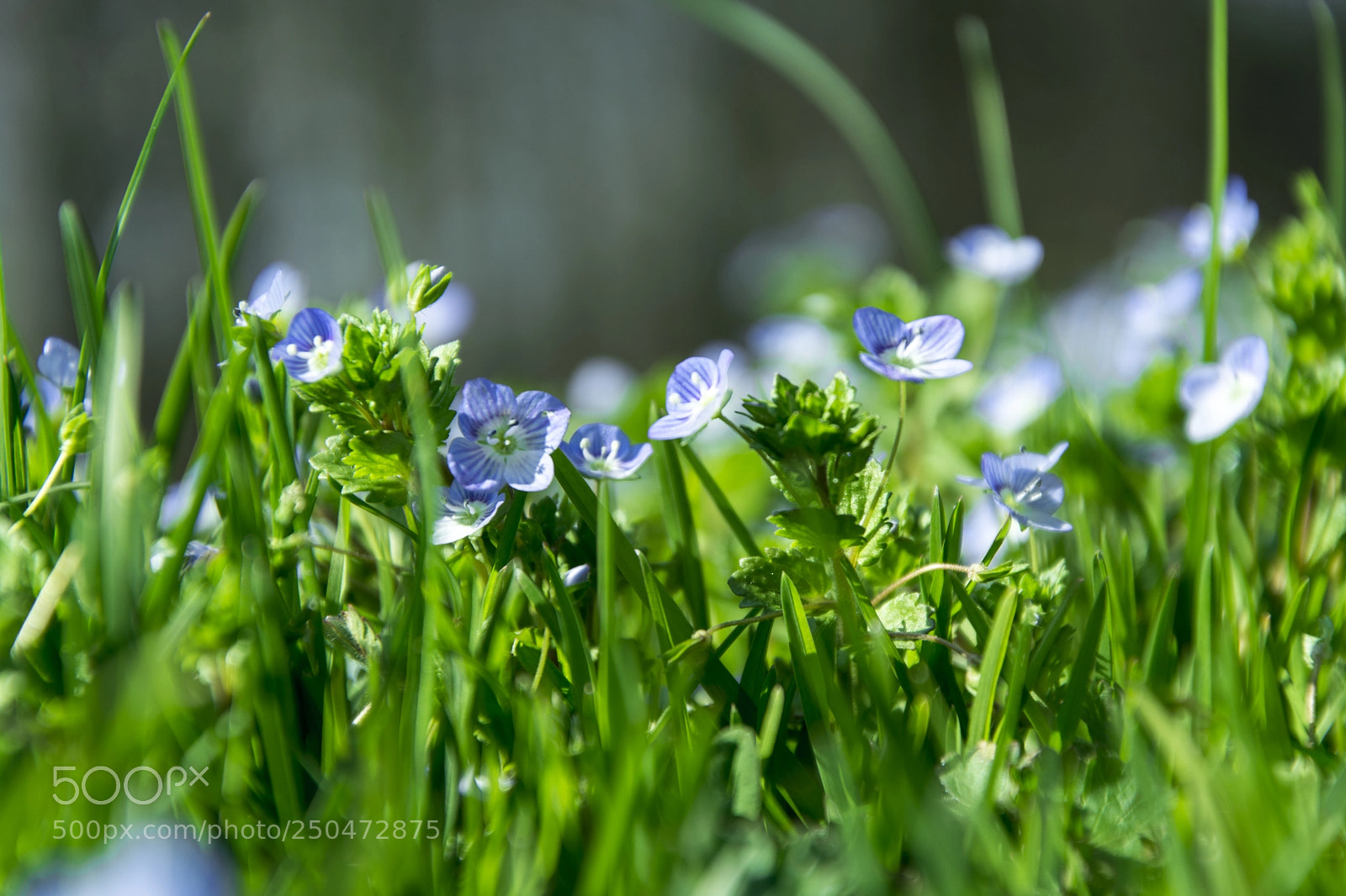 Nikon D5200 sample photo. Veronica chamaedrys, germander speedwell photography