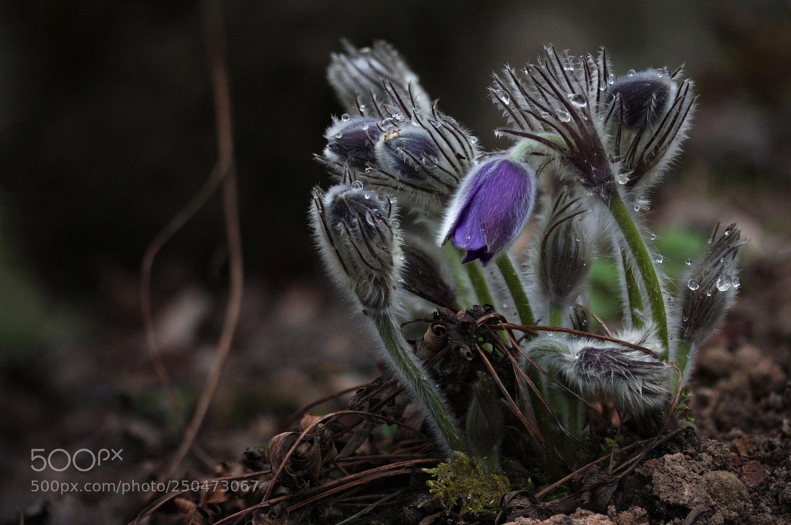 Canon EOS 40D sample photo. Pulsatilla vulgaris photography