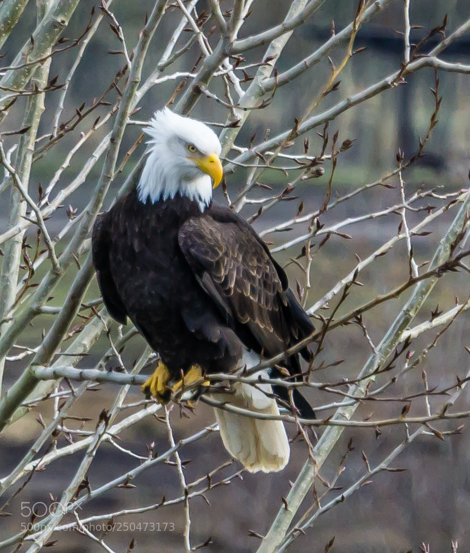 Sony a6000 sample photo. Eagle photography