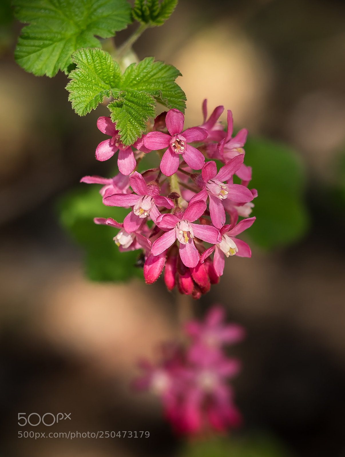 Olympus OM-D E-M1 sample photo. Taste of springtime photography