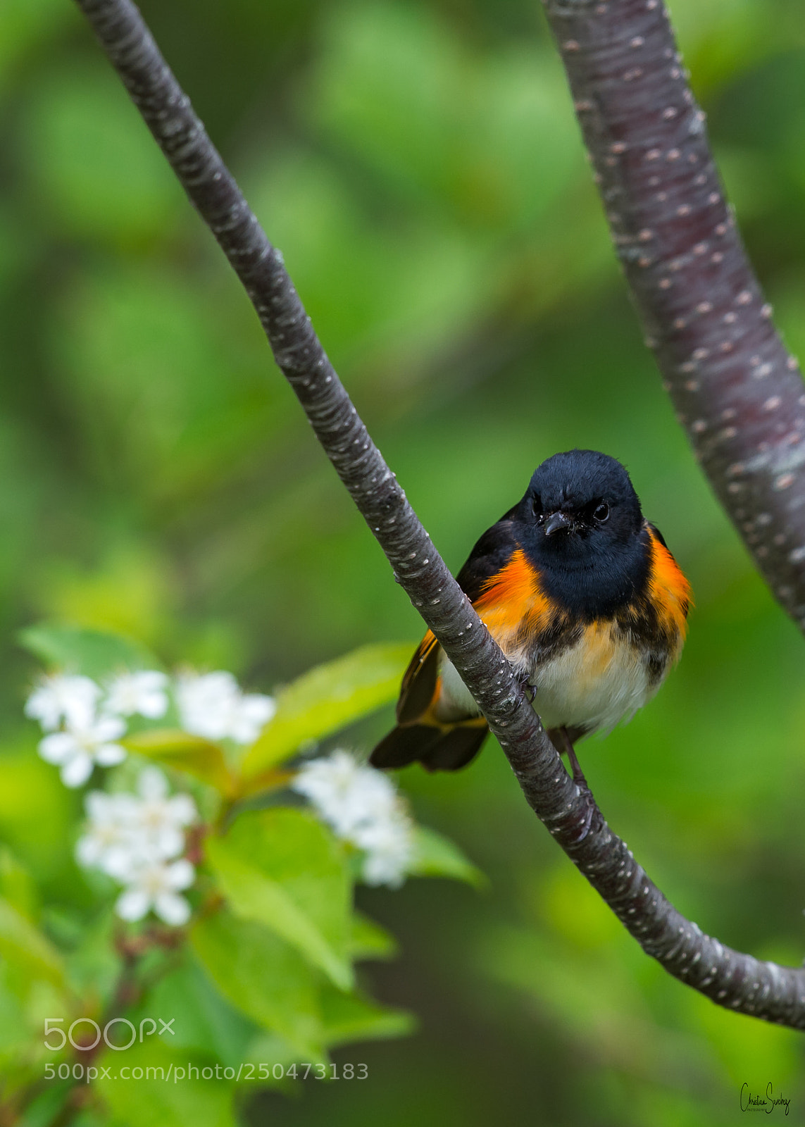 Nikon D4 sample photo. American redstart photography
