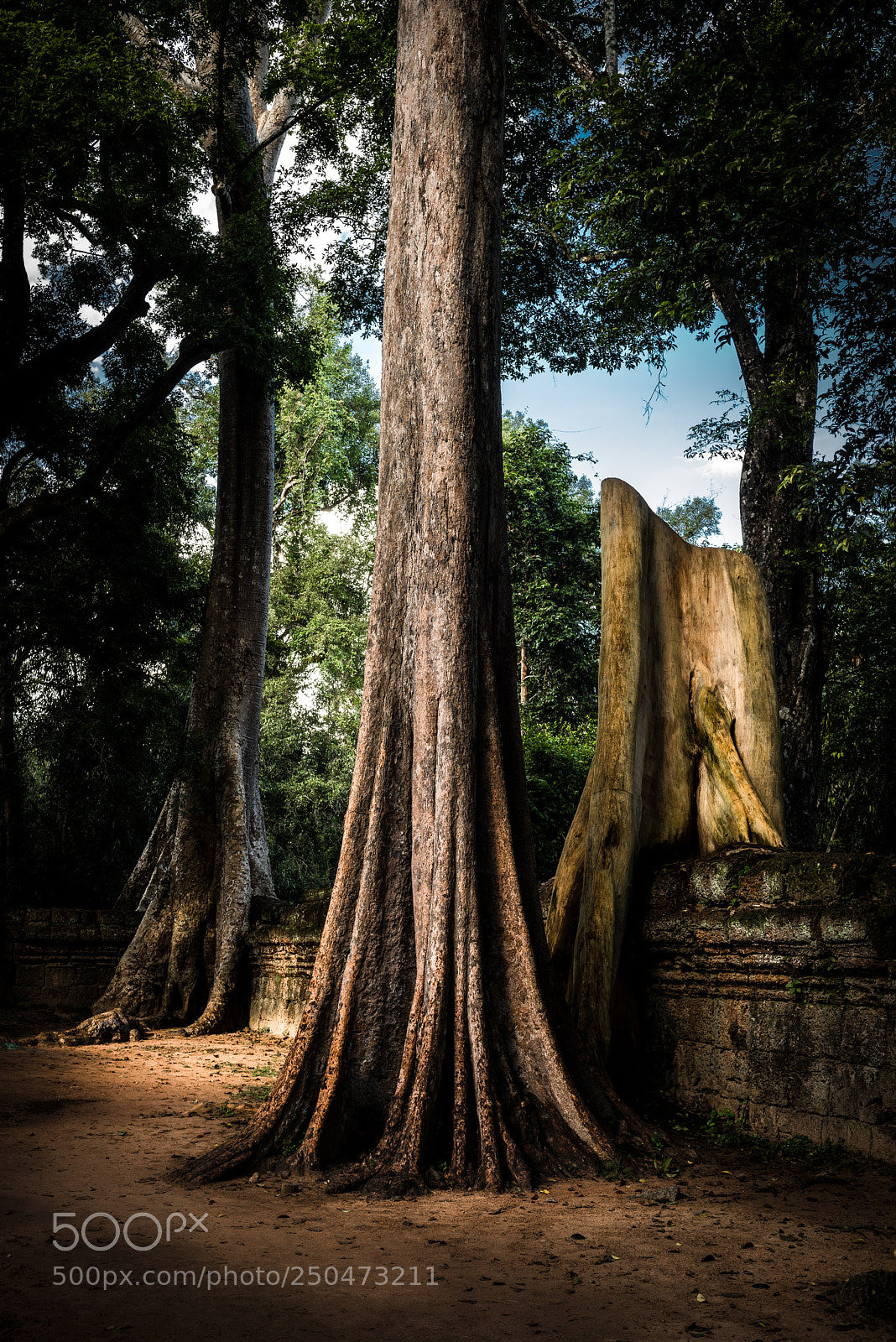 Nikon D810 sample photo. The majestic tree photography