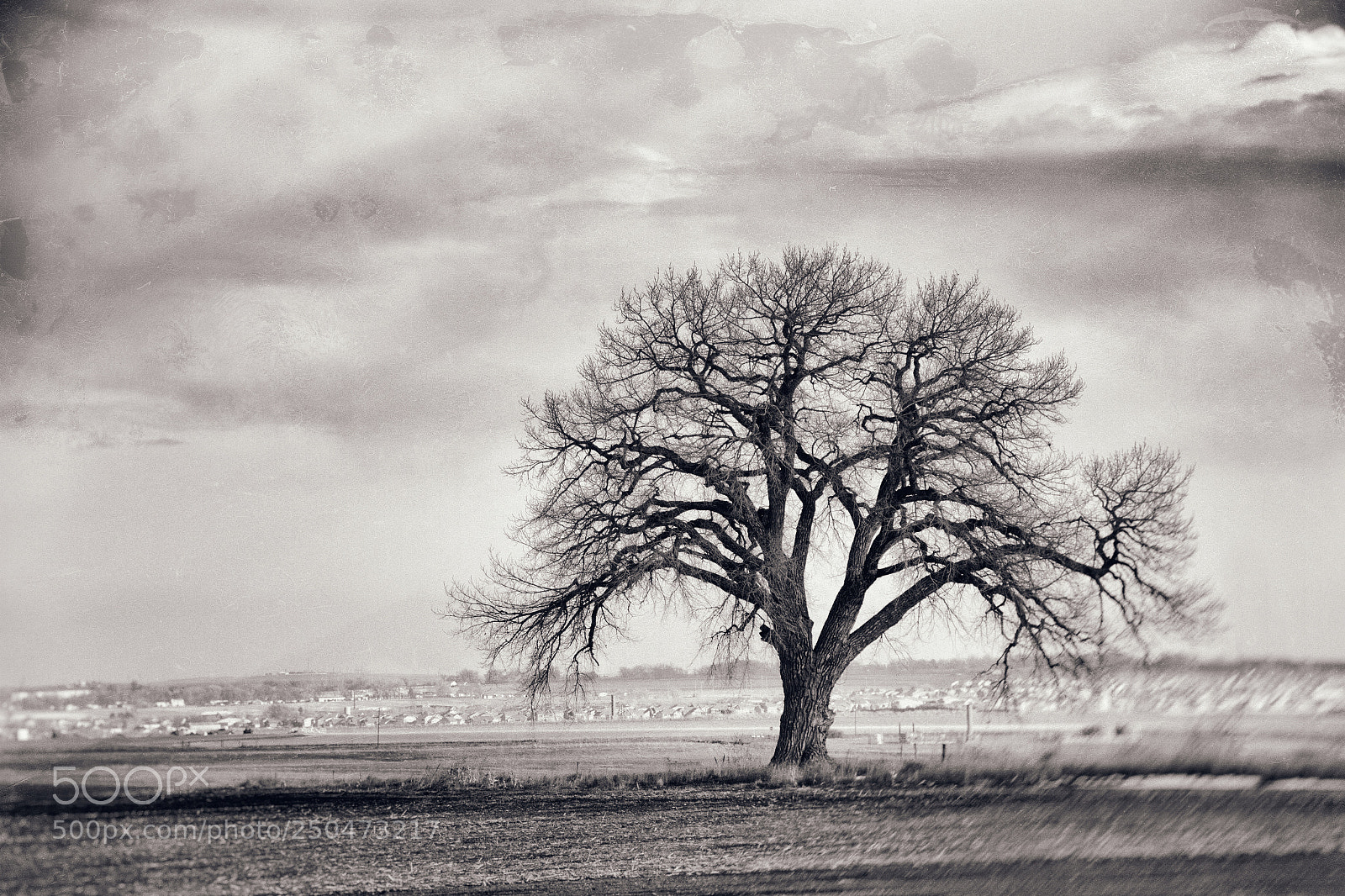 Canon EOS 7D Mark II sample photo. Cottonwood photography
