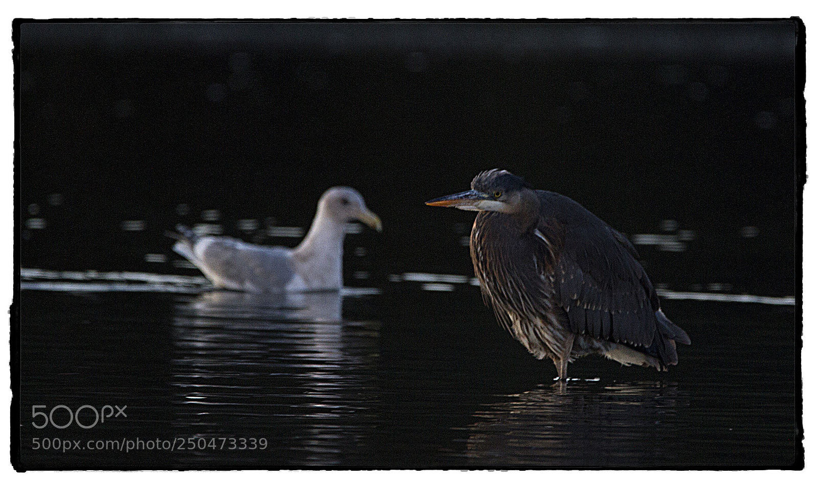 Canon EOS 7D sample photo. Gray heron and gull. photography