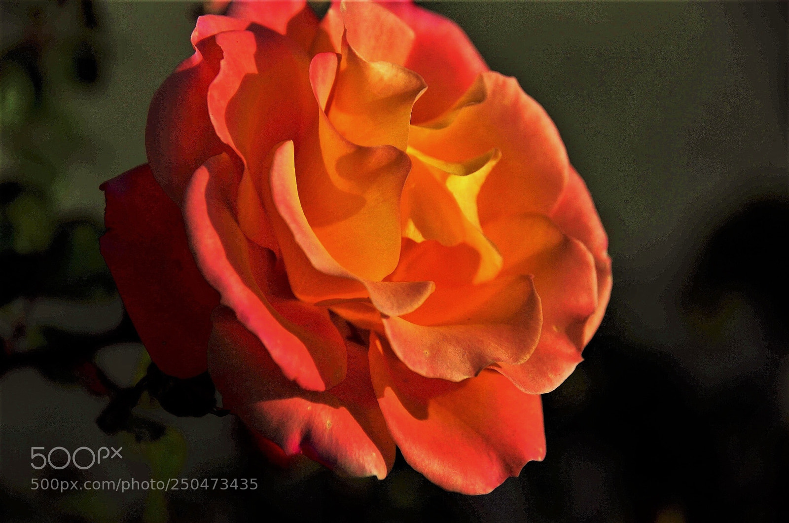 Nikon D7000 sample photo. Pure love photography