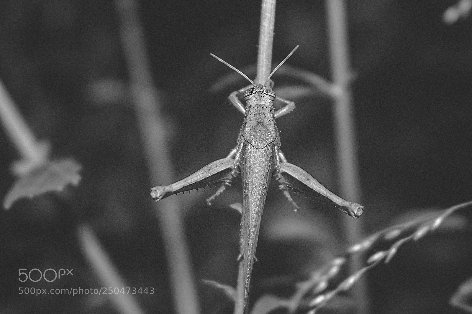 Canon EOS 700D (EOS Rebel T5i / EOS Kiss X7i) sample photo. The grasshopper photography