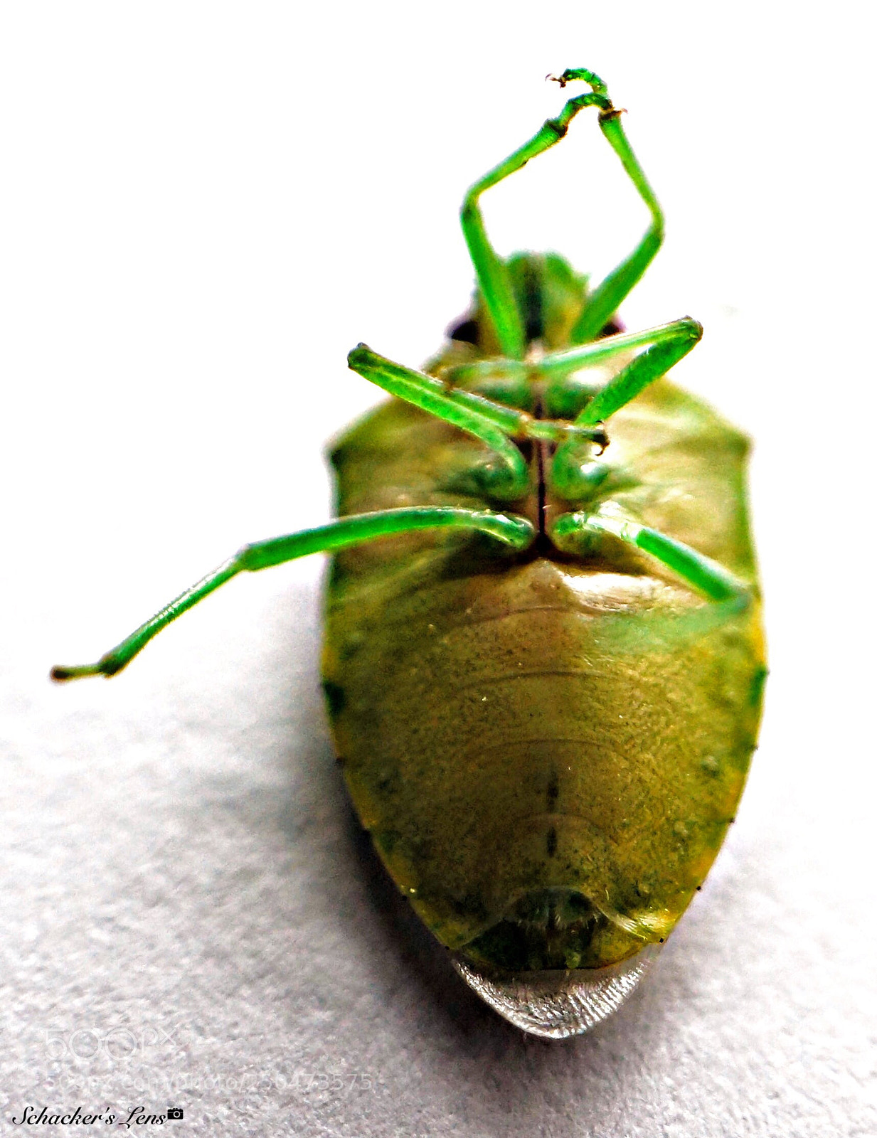 Sony SLT-A65 (SLT-A65V) sample photo. Green insect-3 photography
