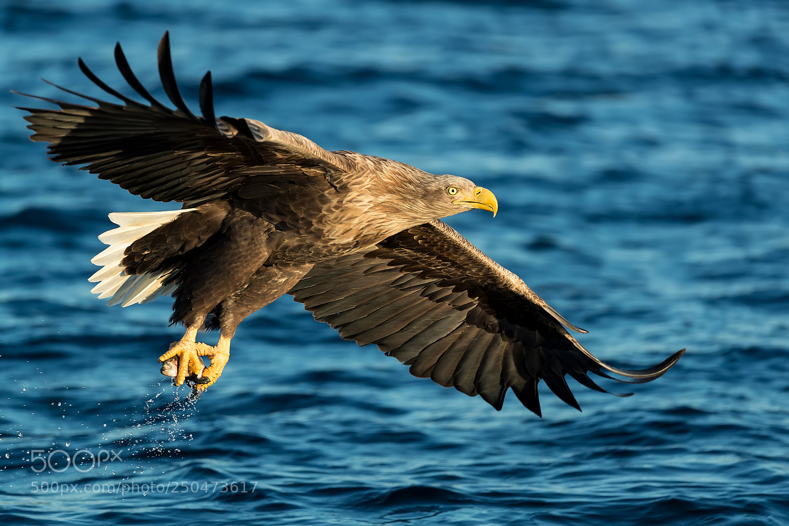 Canon EOS-1D X Mark II sample photo. Arrano arrantzalea photography