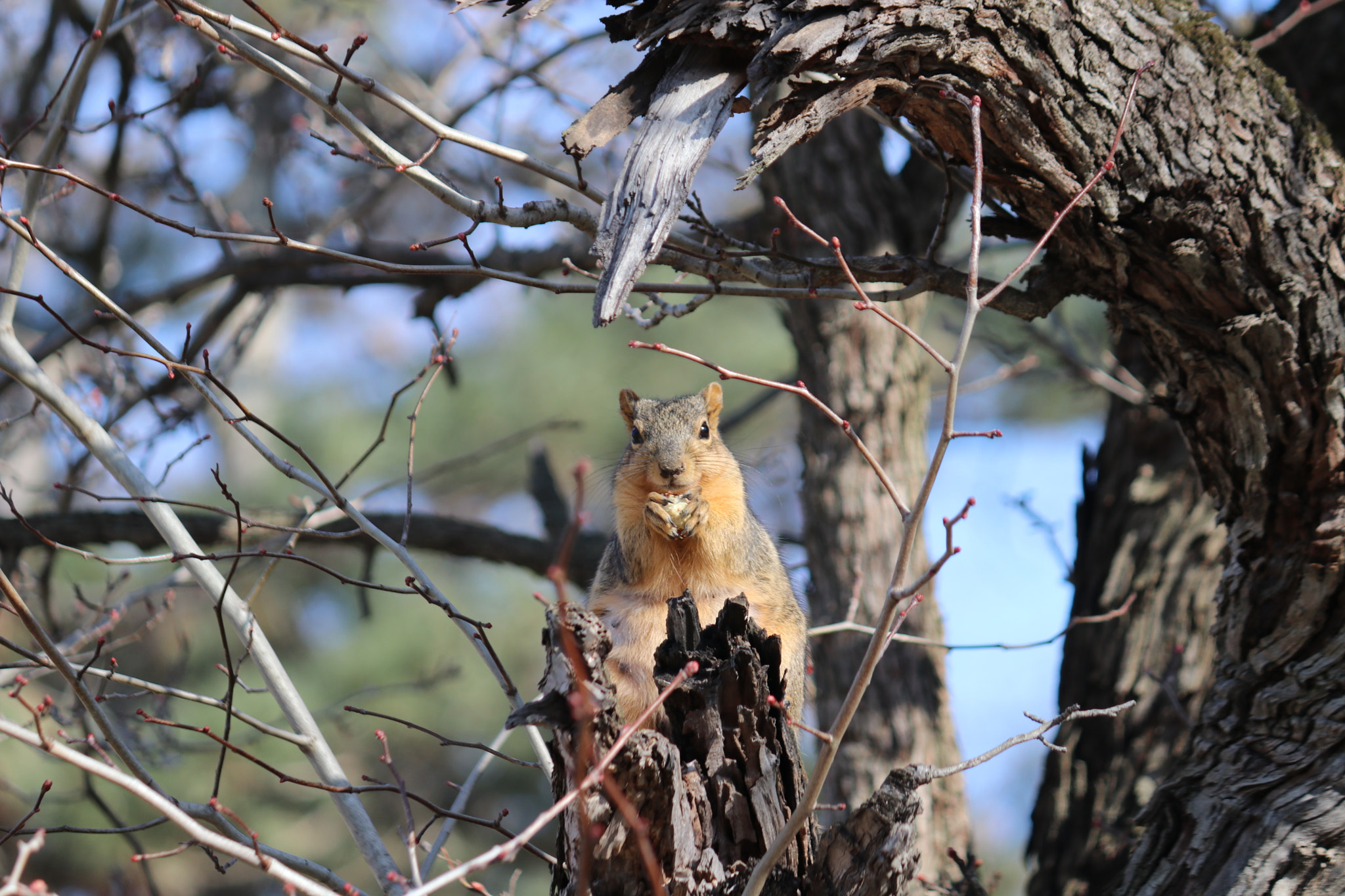 Canon EF-S 55-250mm F4-5.6 IS sample photo. Fox squirrel eatting photography