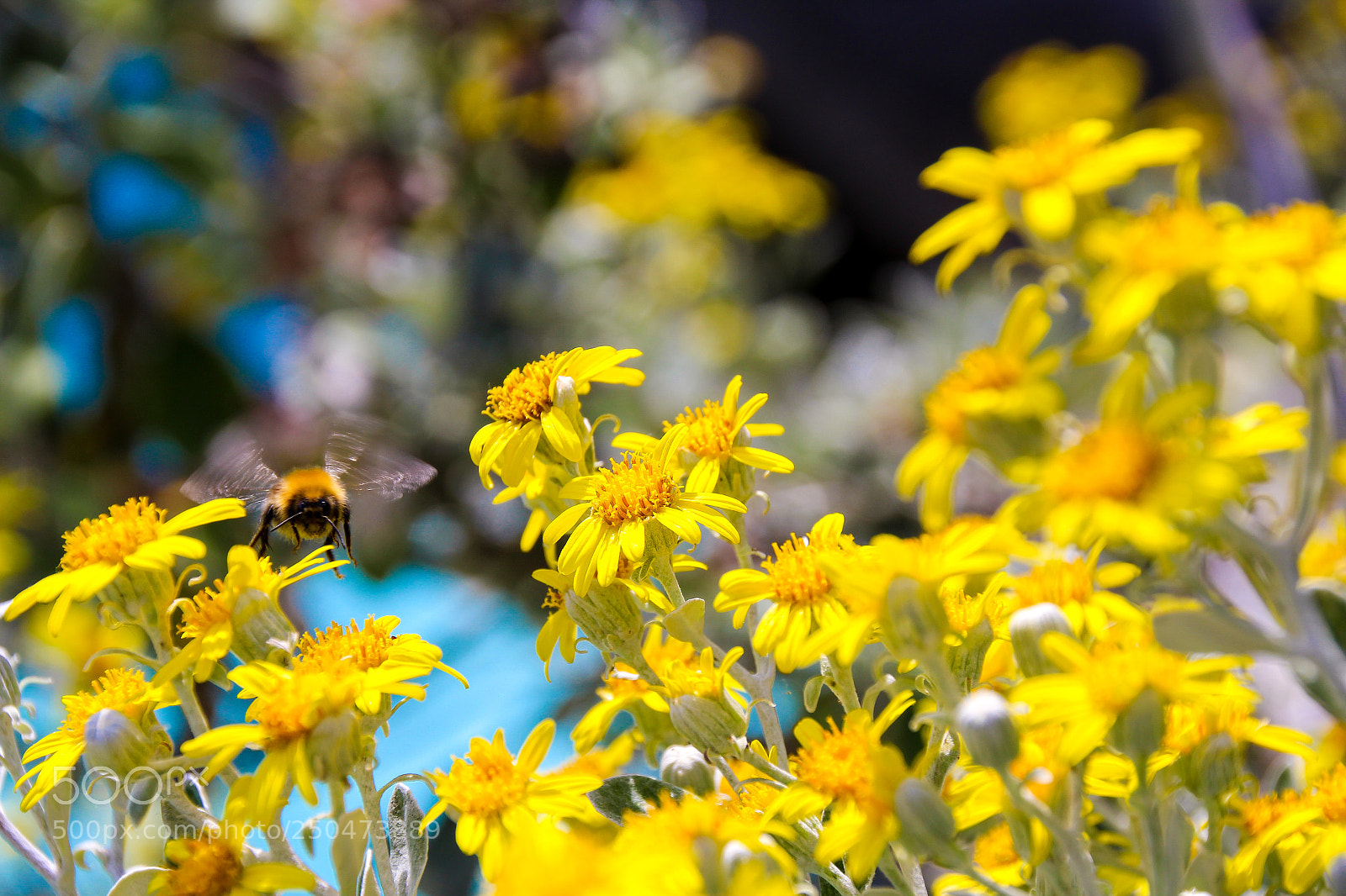 Canon EOS 1200D (EOS Rebel T5 / EOS Kiss X70 / EOS Hi) sample photo. Bee photography