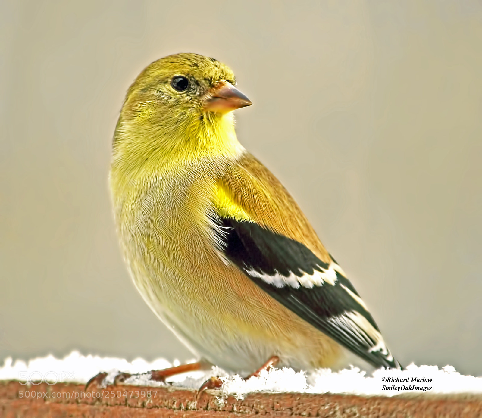 Nikon D5000 sample photo. Finch photography