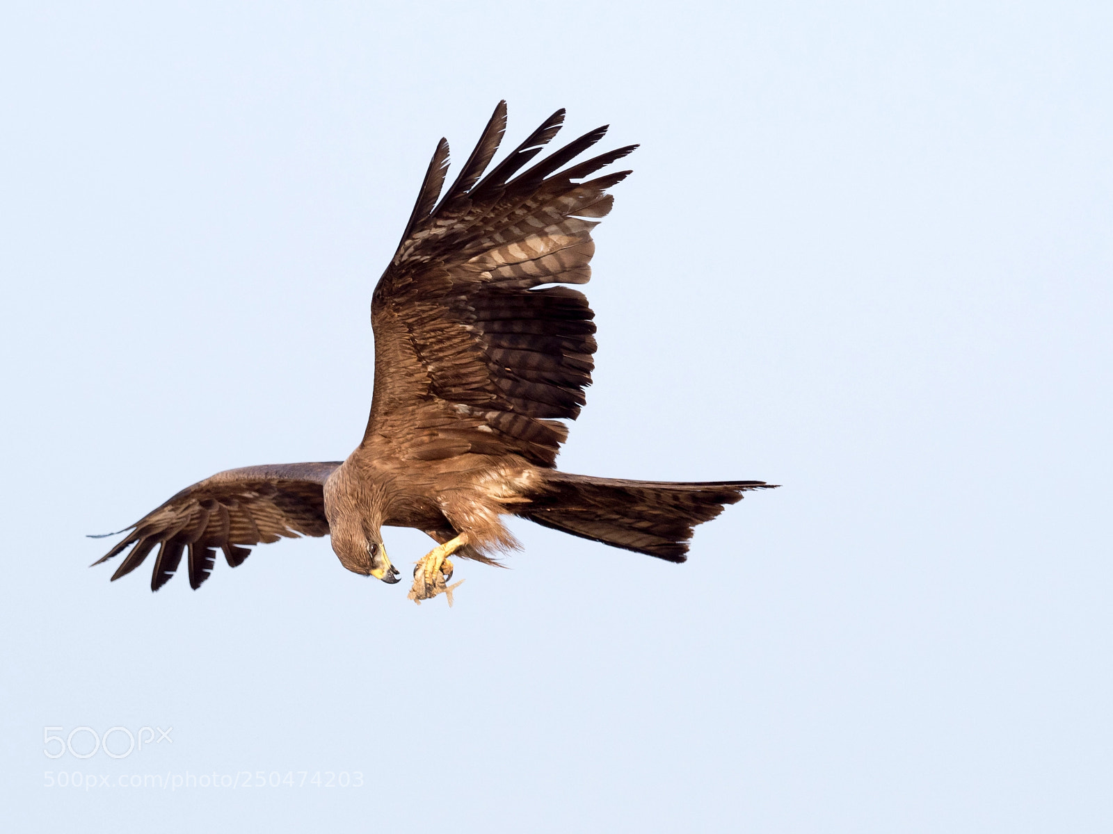 Olympus OM-D E-M1 Mark II sample photo. Black kite photography