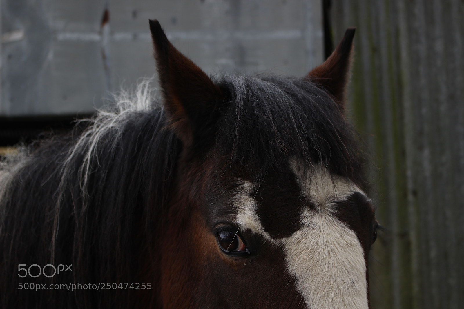 Canon EOS 100D (EOS Rebel SL1 / EOS Kiss X7) sample photo. A watchful eye photography