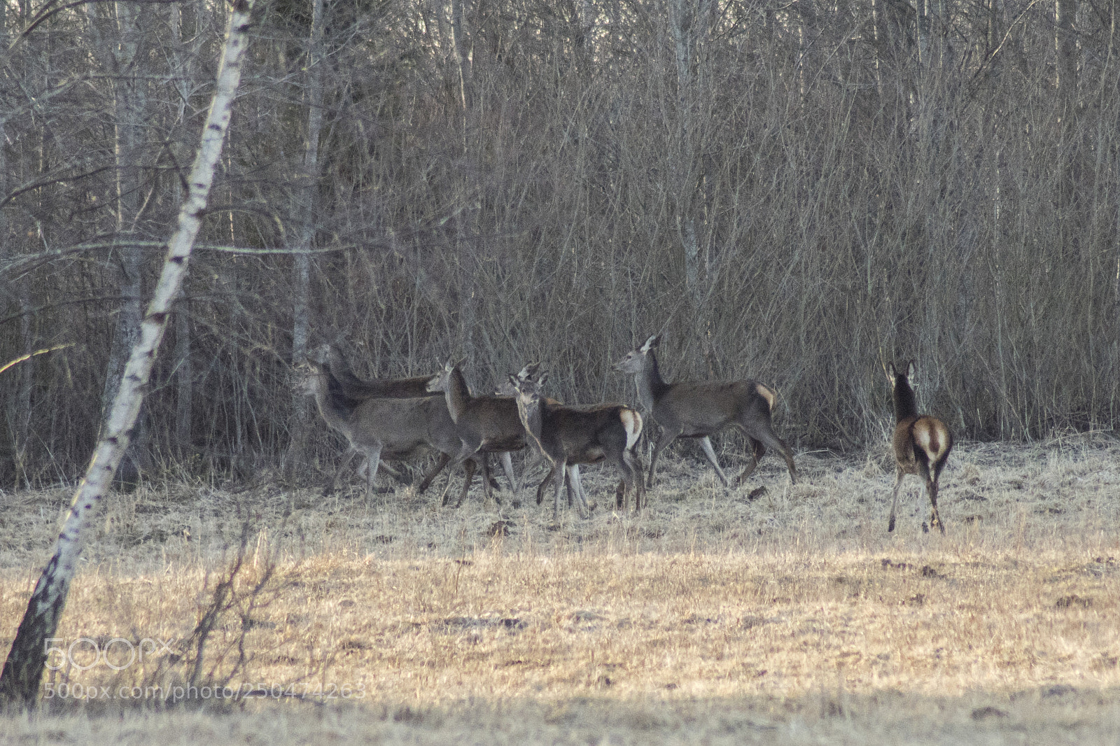 Sony ILCA-77M2 sample photo. Red deers photography