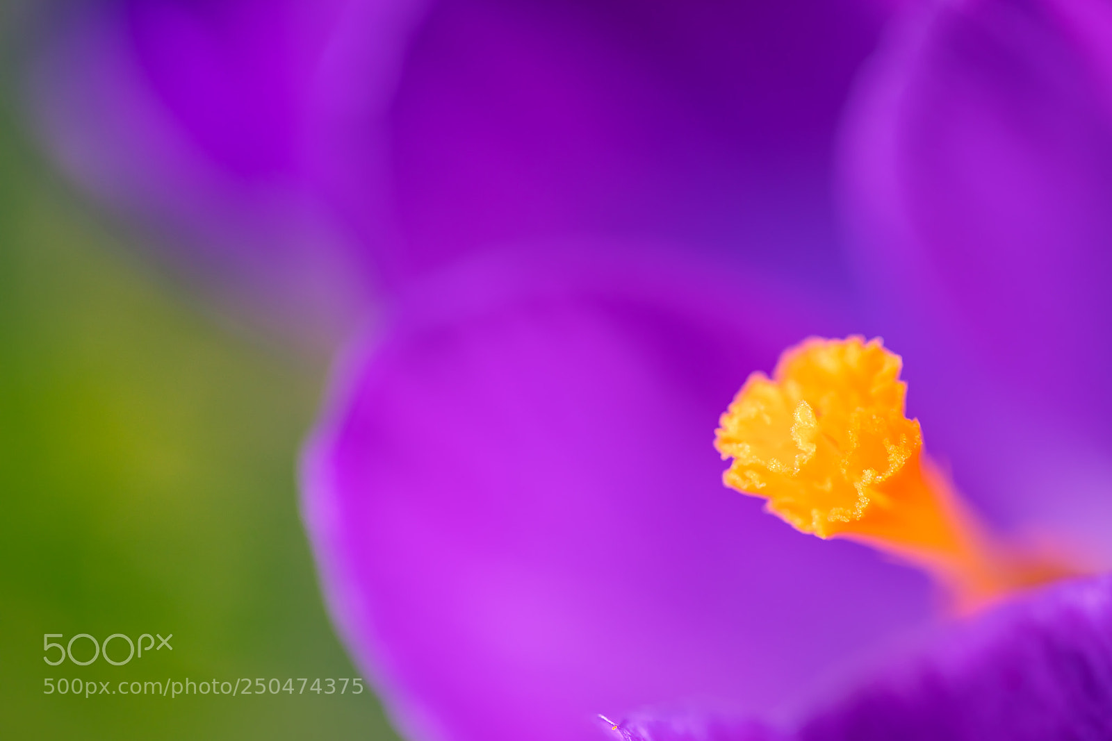 Canon EOS 5D Mark IV sample photo. Crocus photography