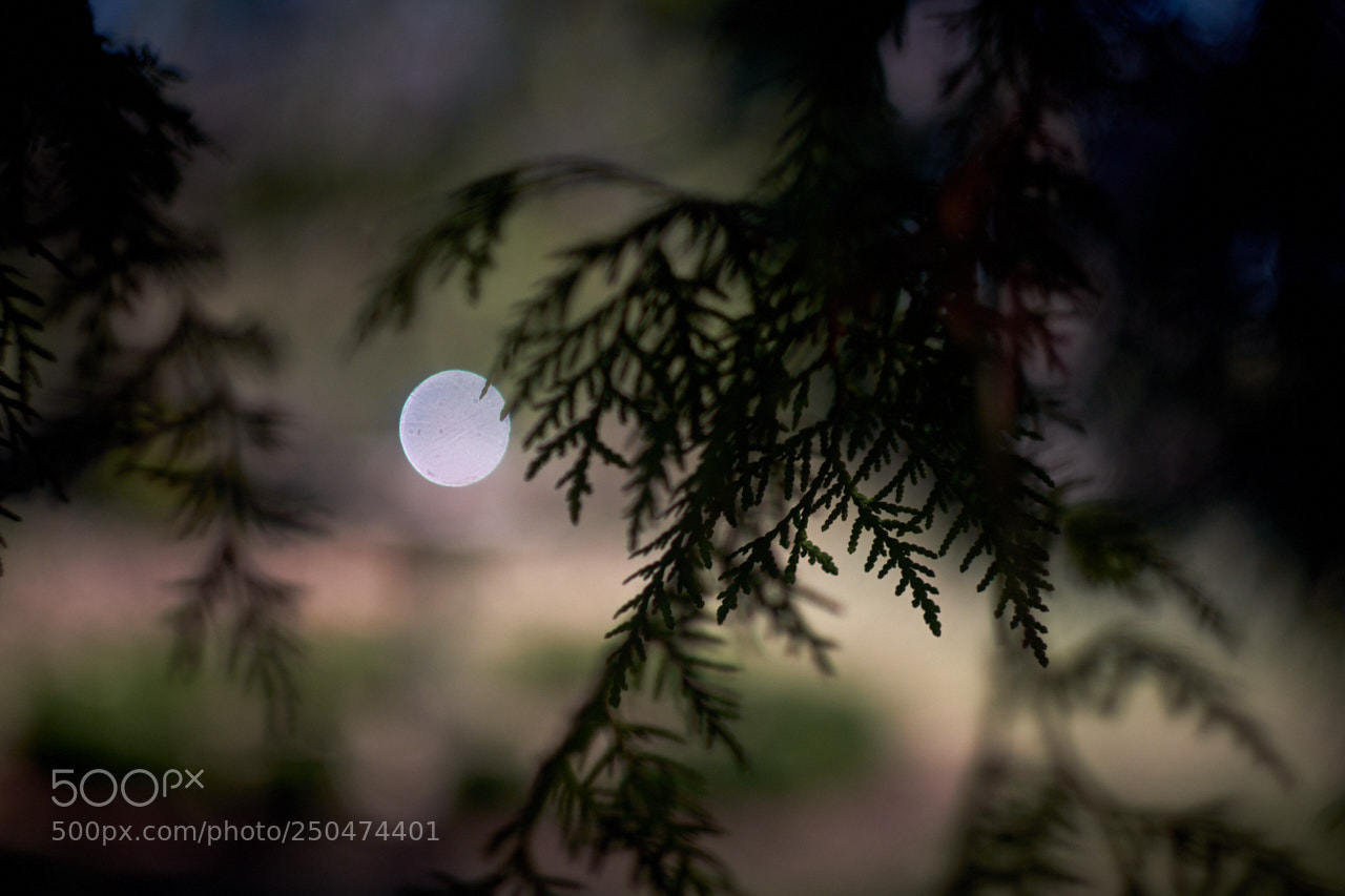 Fujifilm X-Pro2 sample photo. Stainless moon photography