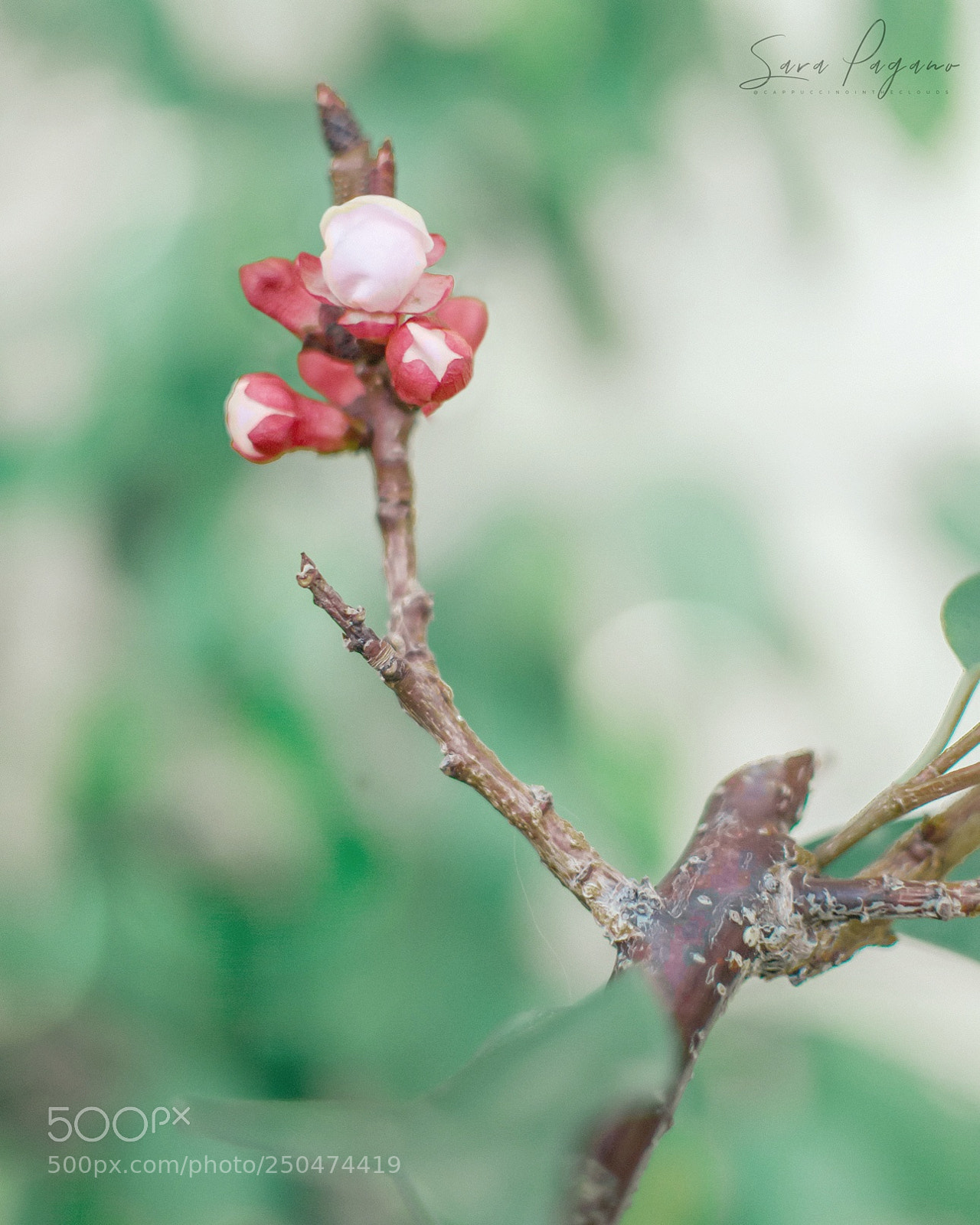 Nikon D80 sample photo. A new spring will photography
