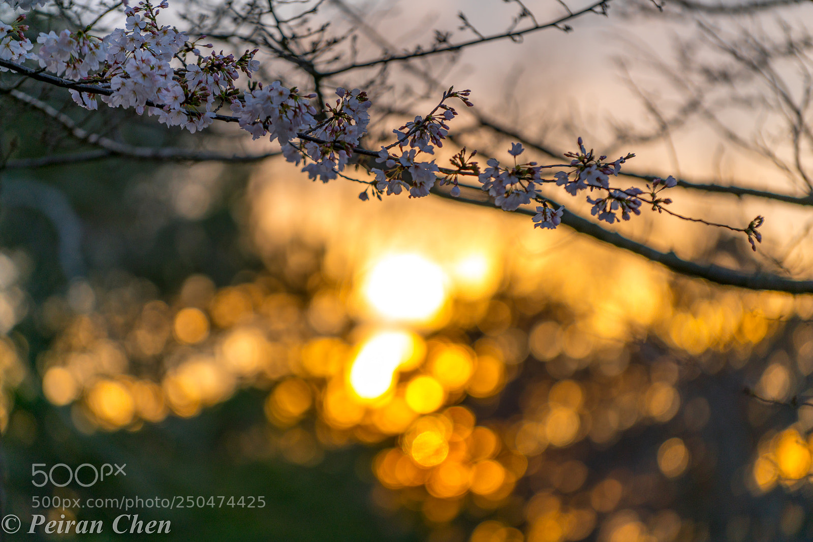 Sony a7R II sample photo. 糖水日常-sunset&cherry blossom photography
