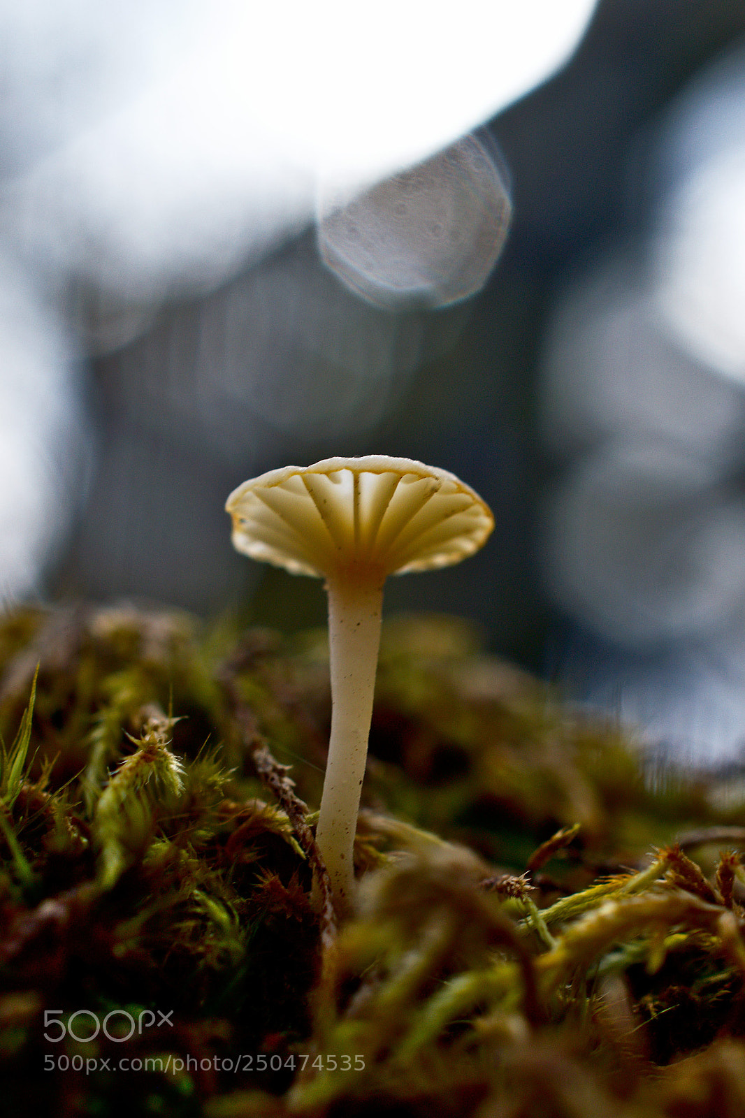 Nikon D3300 sample photo. En el bosque photography