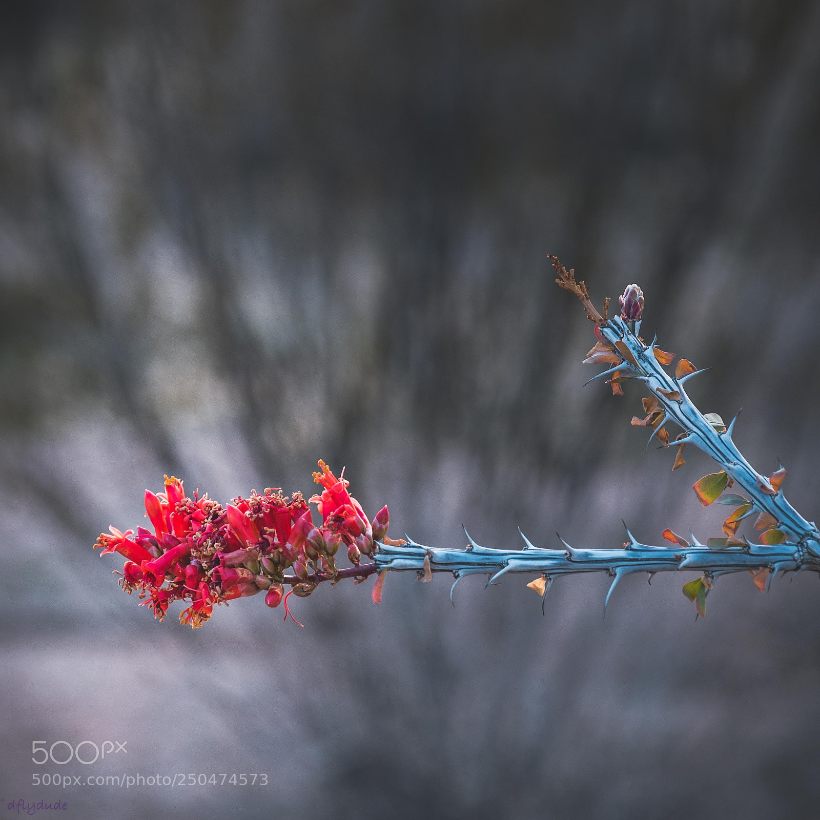 Nikon D5600 sample photo. Thorny 2656 photography