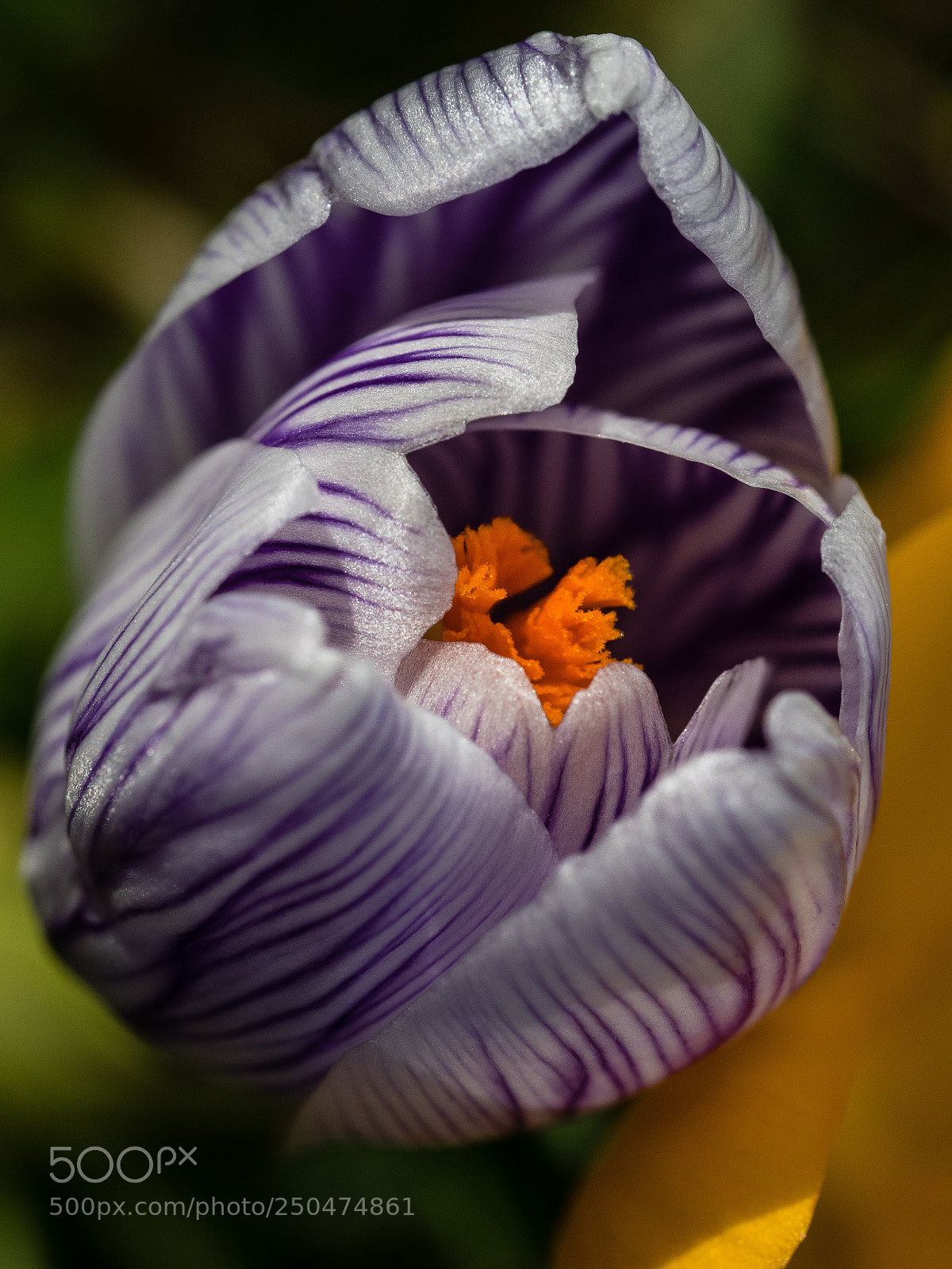 Olympus OM-D E-M1 sample photo. Crocus colour contrast 2 photography