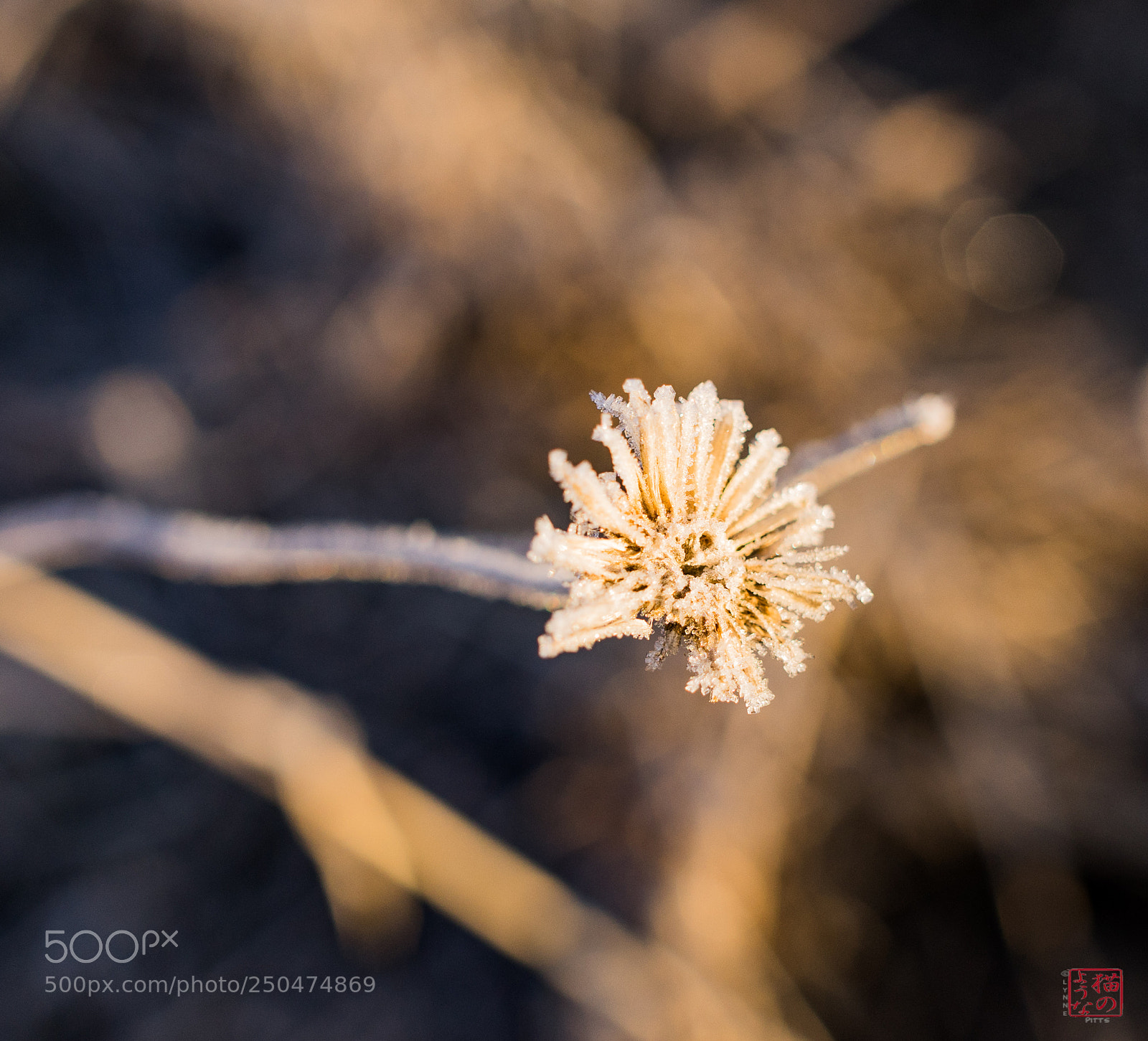 Sony a7 sample photo. Frosted burst photography