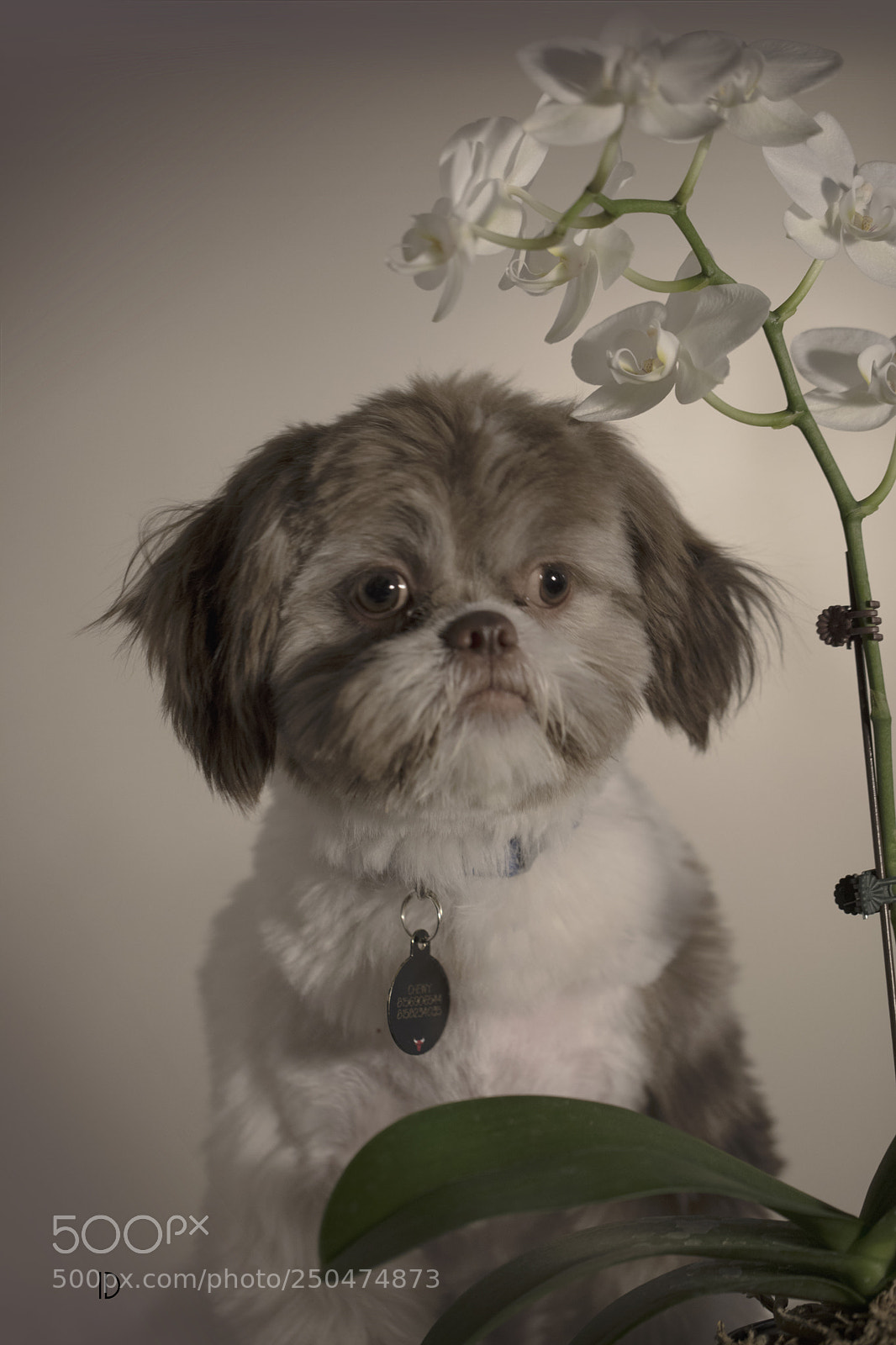 Canon EOS 5D Mark IV sample photo. Cute puppy photography