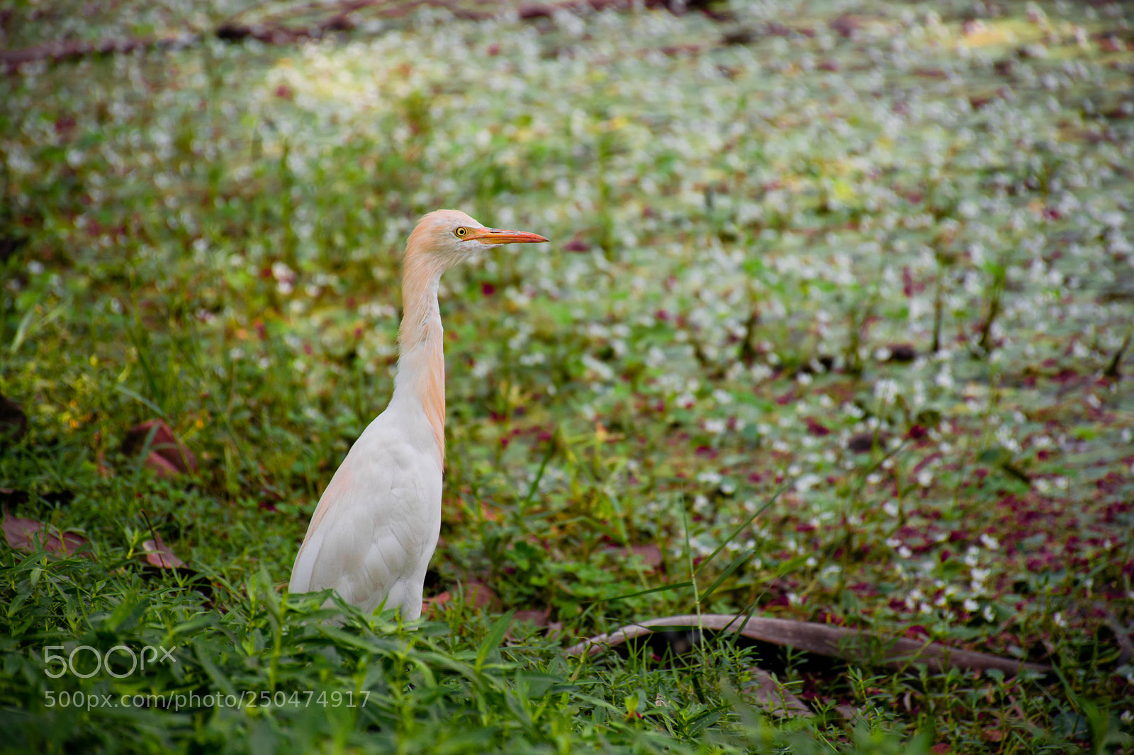 Nikon D5300 sample photo. Indian cattle egret photography