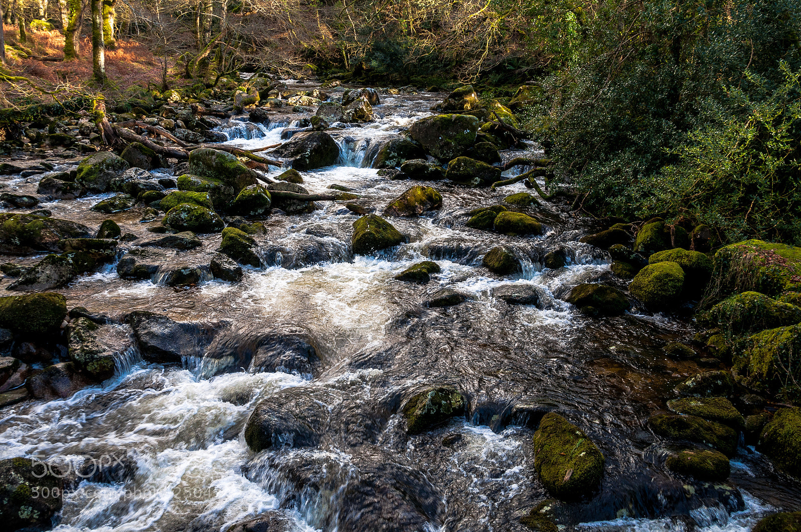 Nikon D5000 sample photo. River plym in spate photography