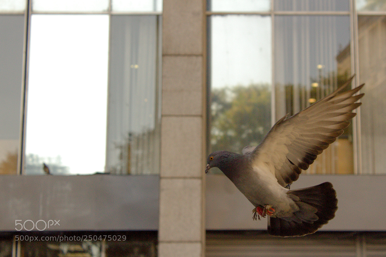 Canon EOS 1200D (EOS Rebel T5 / EOS Kiss X70 / EOS Hi) sample photo. Urban animal photography