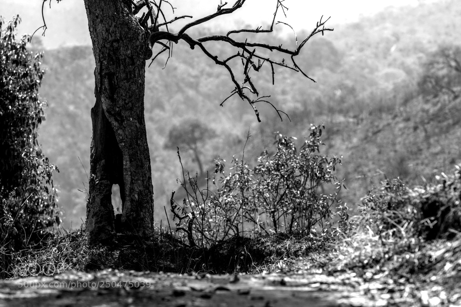 Nikon D500 sample photo. Road flores photography