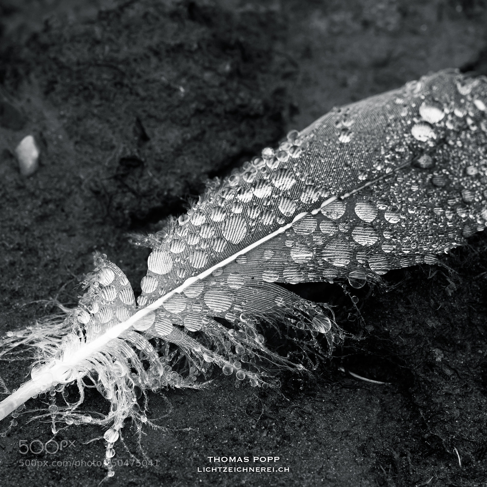 Sony a7R II sample photo. Feather photography