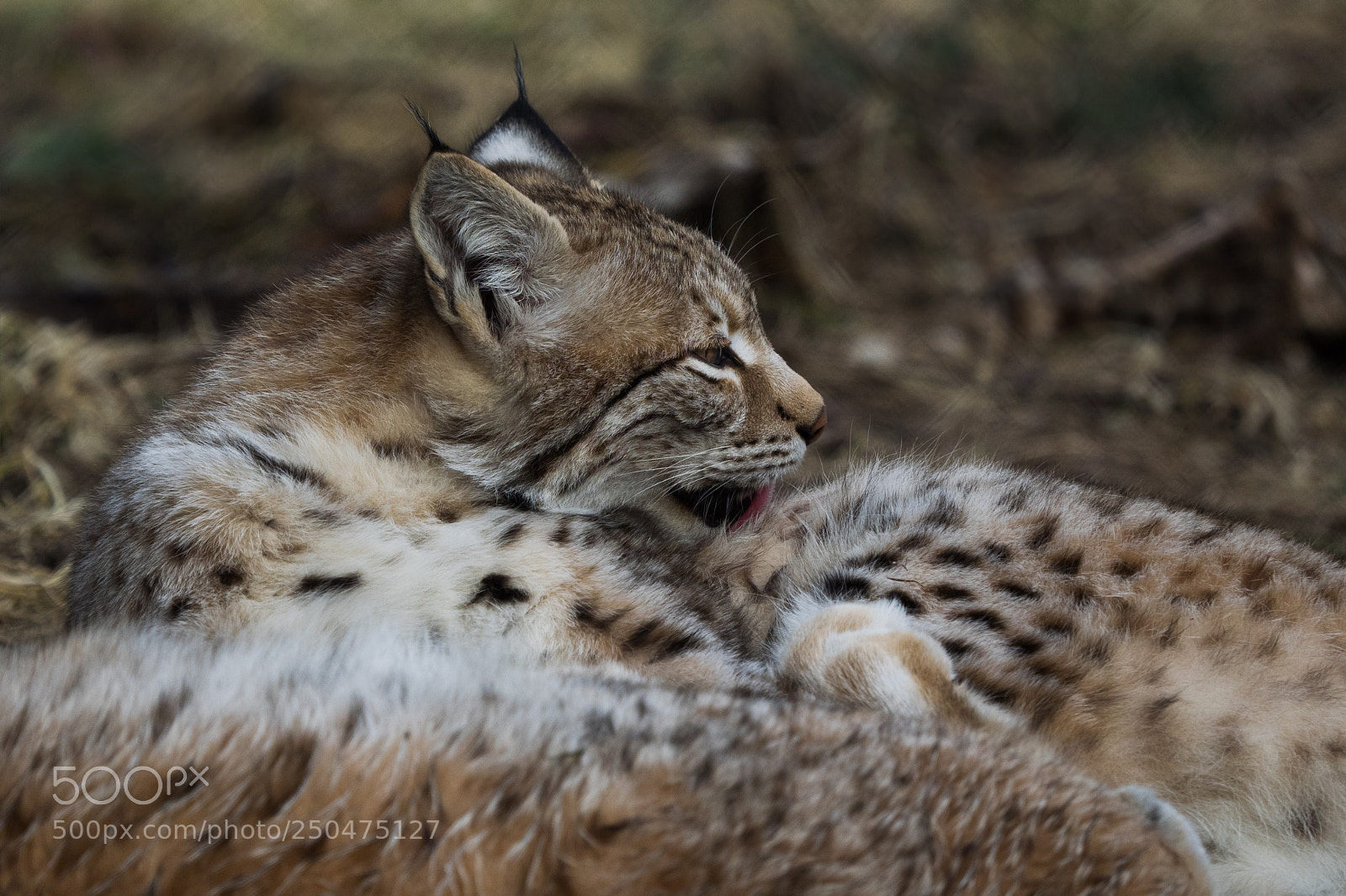 Olympus OM-D E-M1 sample photo. Luchs photography