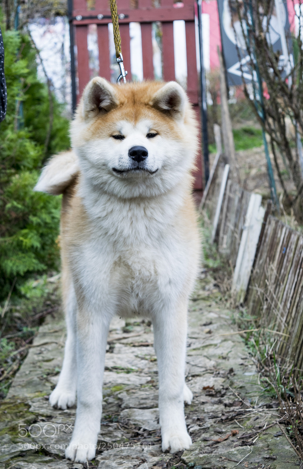 Nikon D3300 sample photo. Akita inu photography