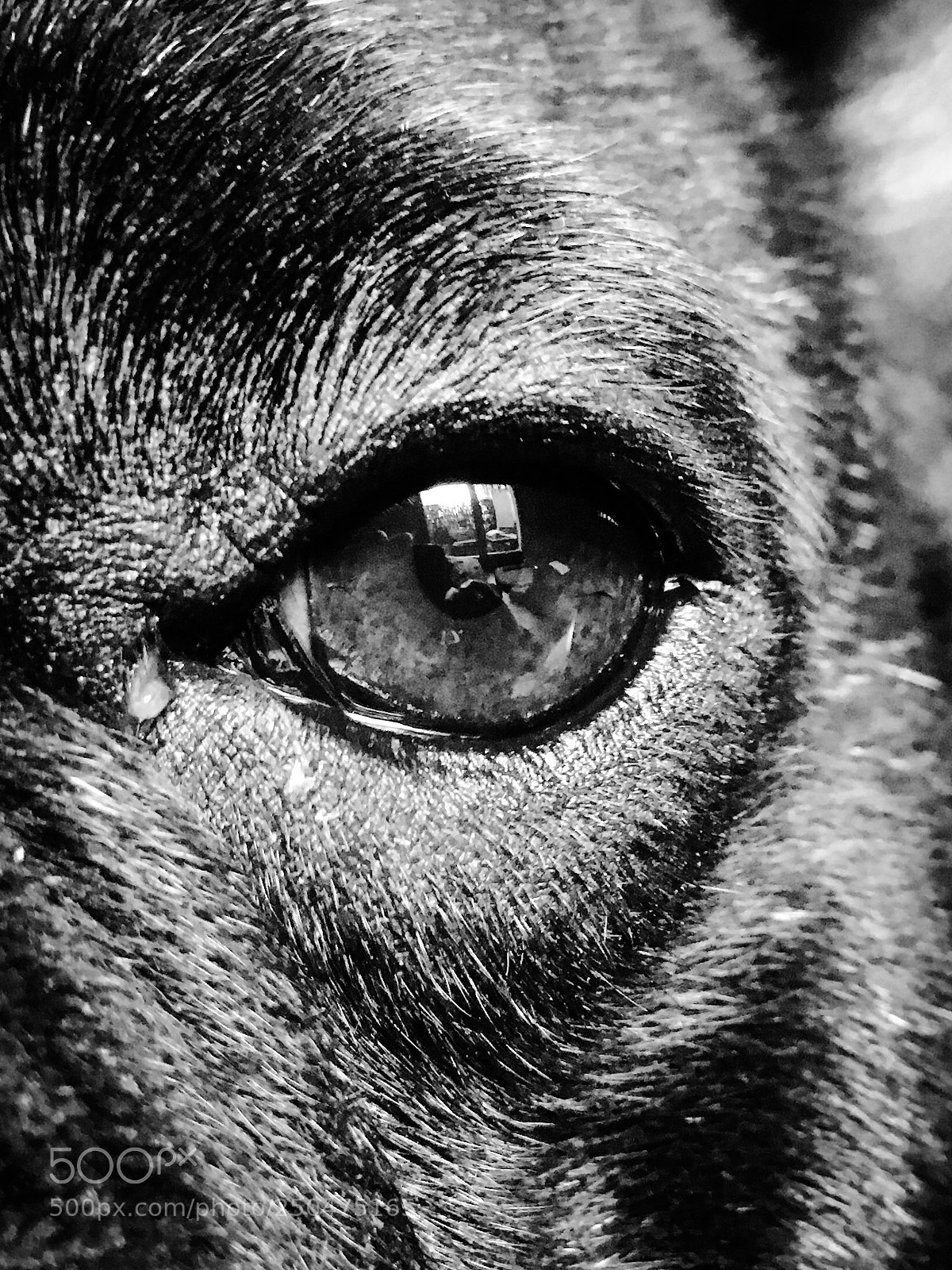 Apple iPhone SE sample photo. Animal // photography