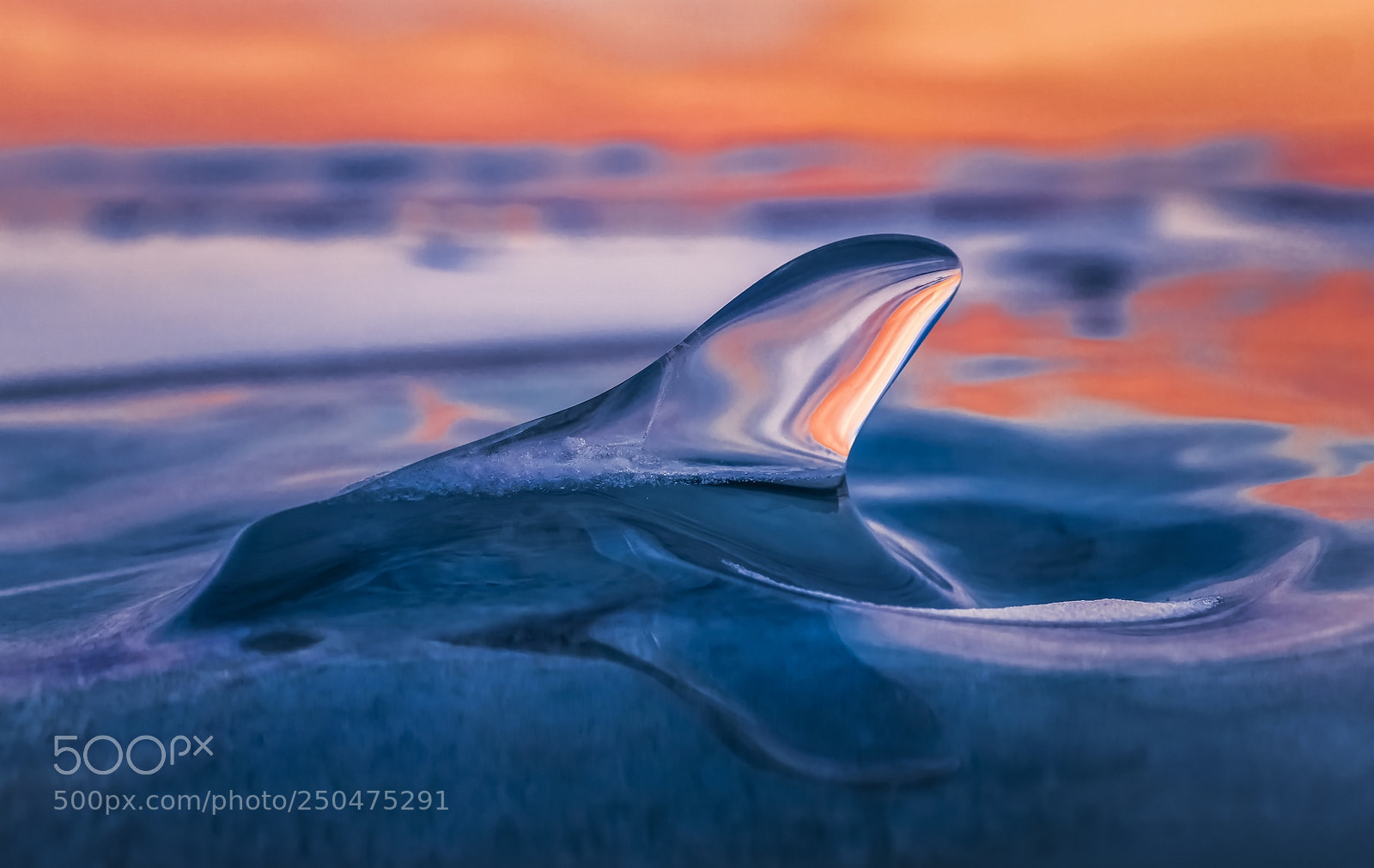 Sony ILCA-77M2 sample photo. Baikal dolphinarium photography