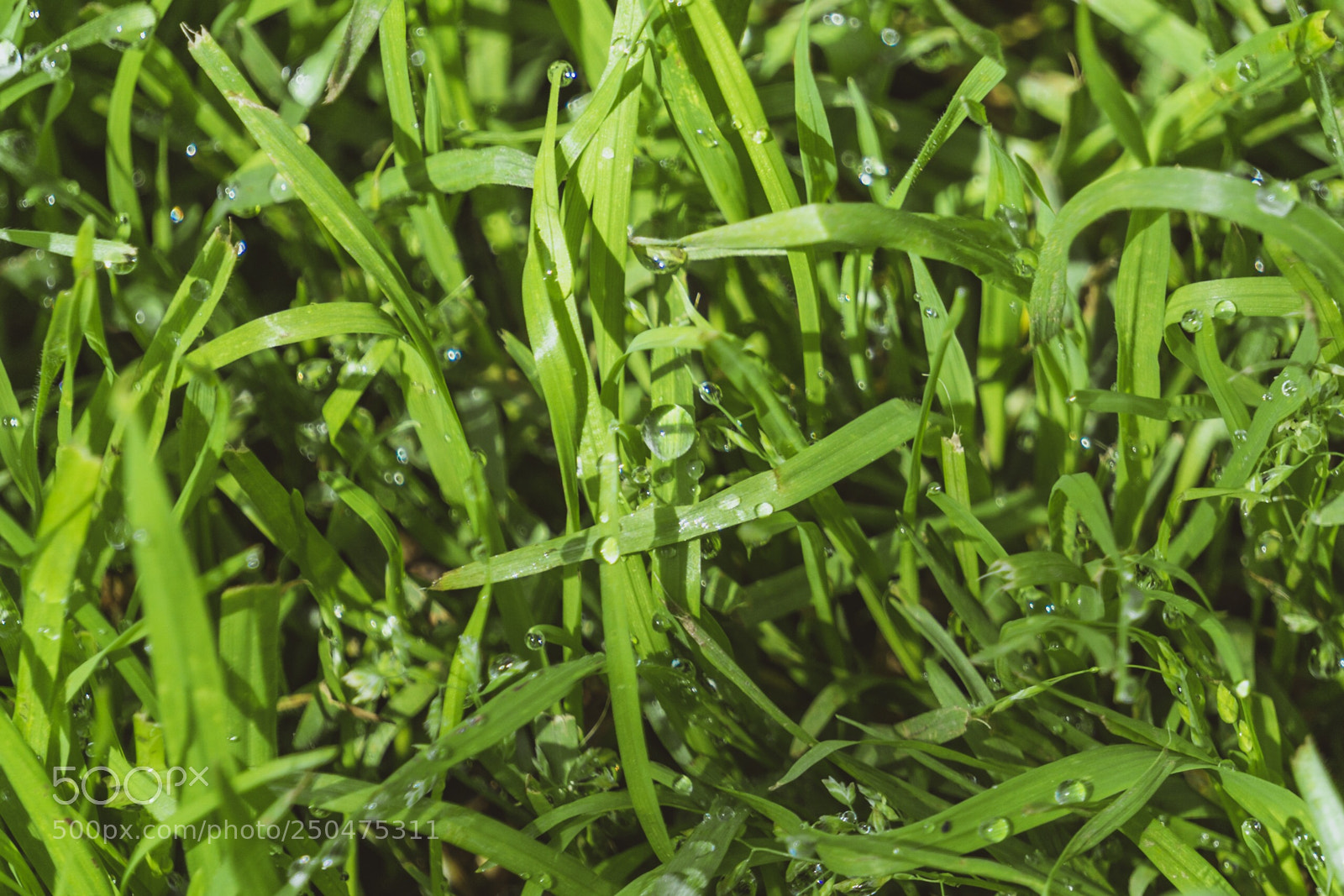 Sony a6000 sample photo. Water droplets photography