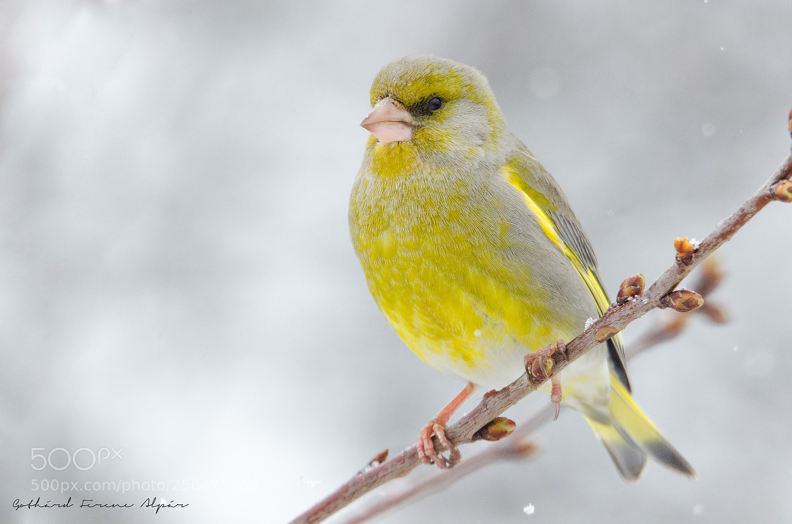 Nikon D7000 sample photo. European greenfinch (chloris chloris) photography