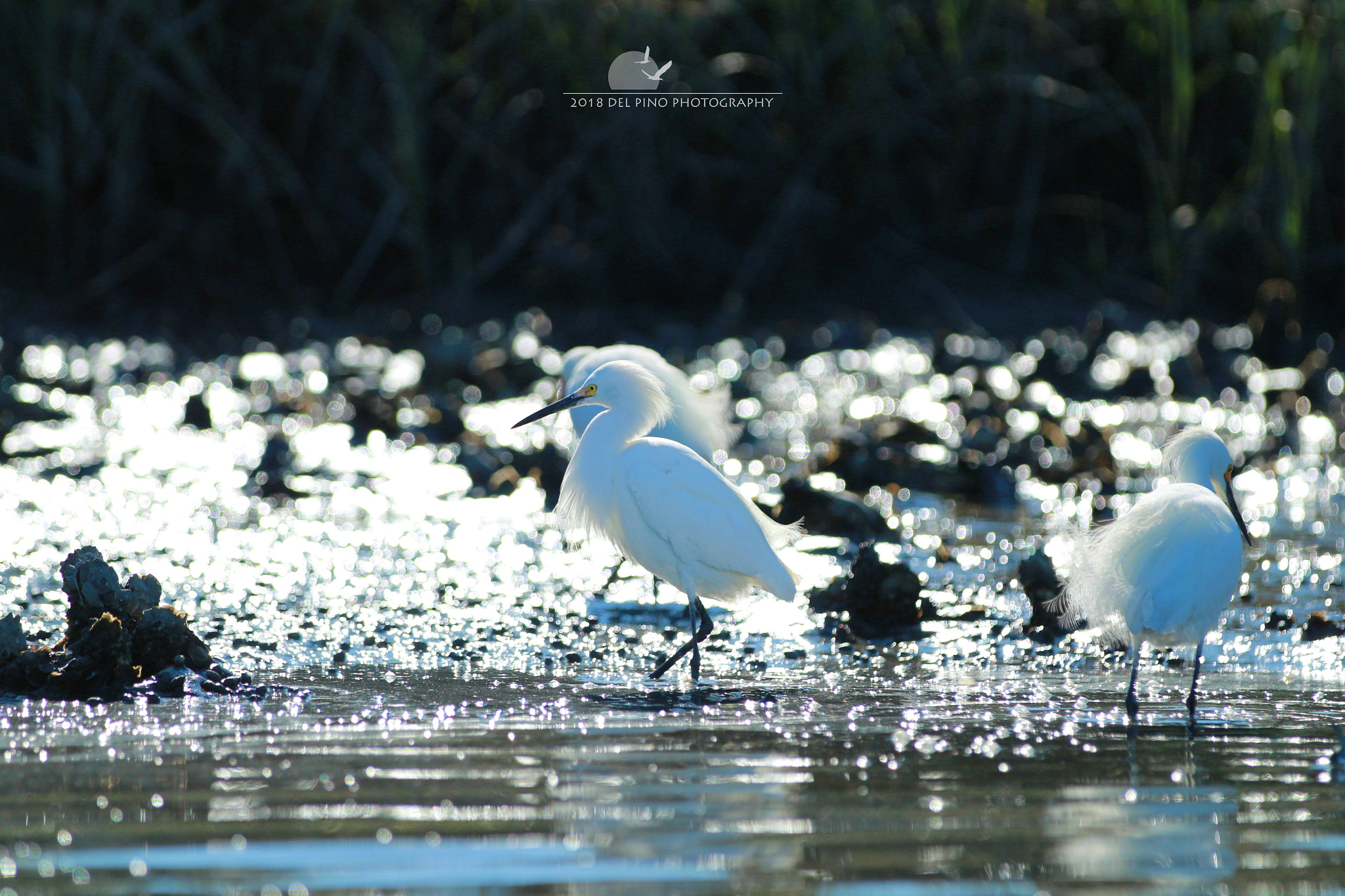 Canon EOS 1300D (EOS Rebel T6 / EOS Kiss X80) sample photo. Egrets photography