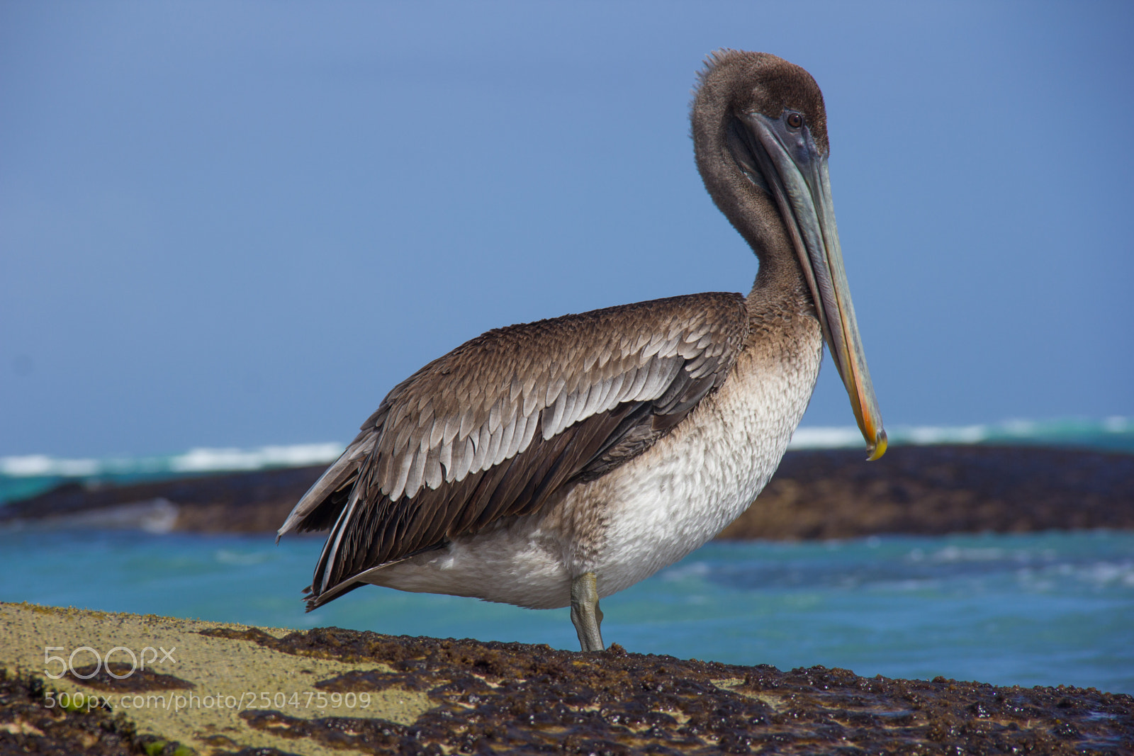 Canon EOS 60D sample photo. A pelican photo session #2 photography