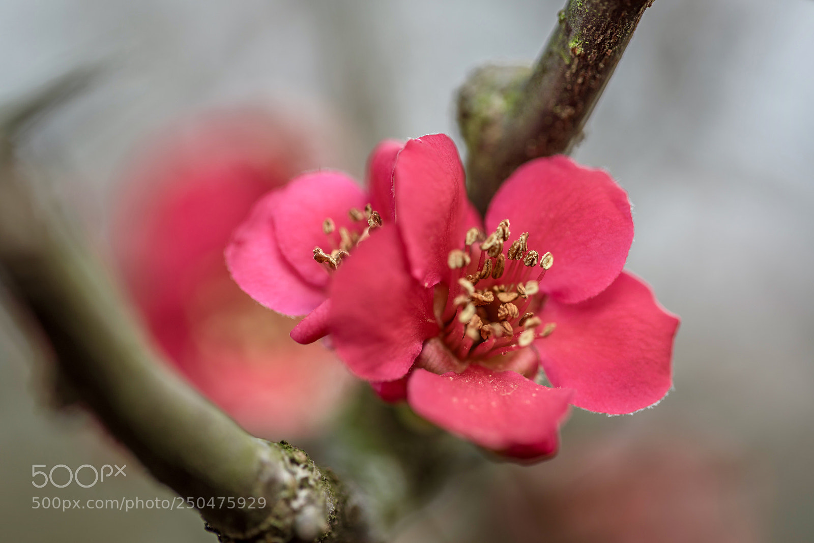 Sony a7R sample photo. Spring blossom photography