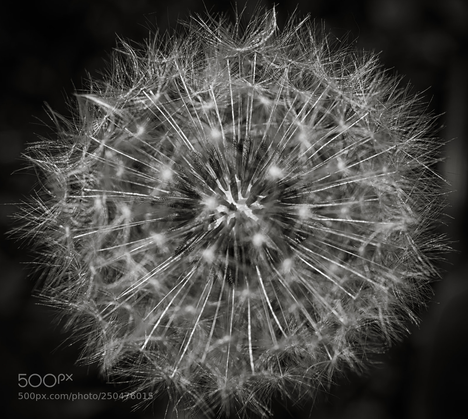 Nikon D3200 sample photo. Macro photography