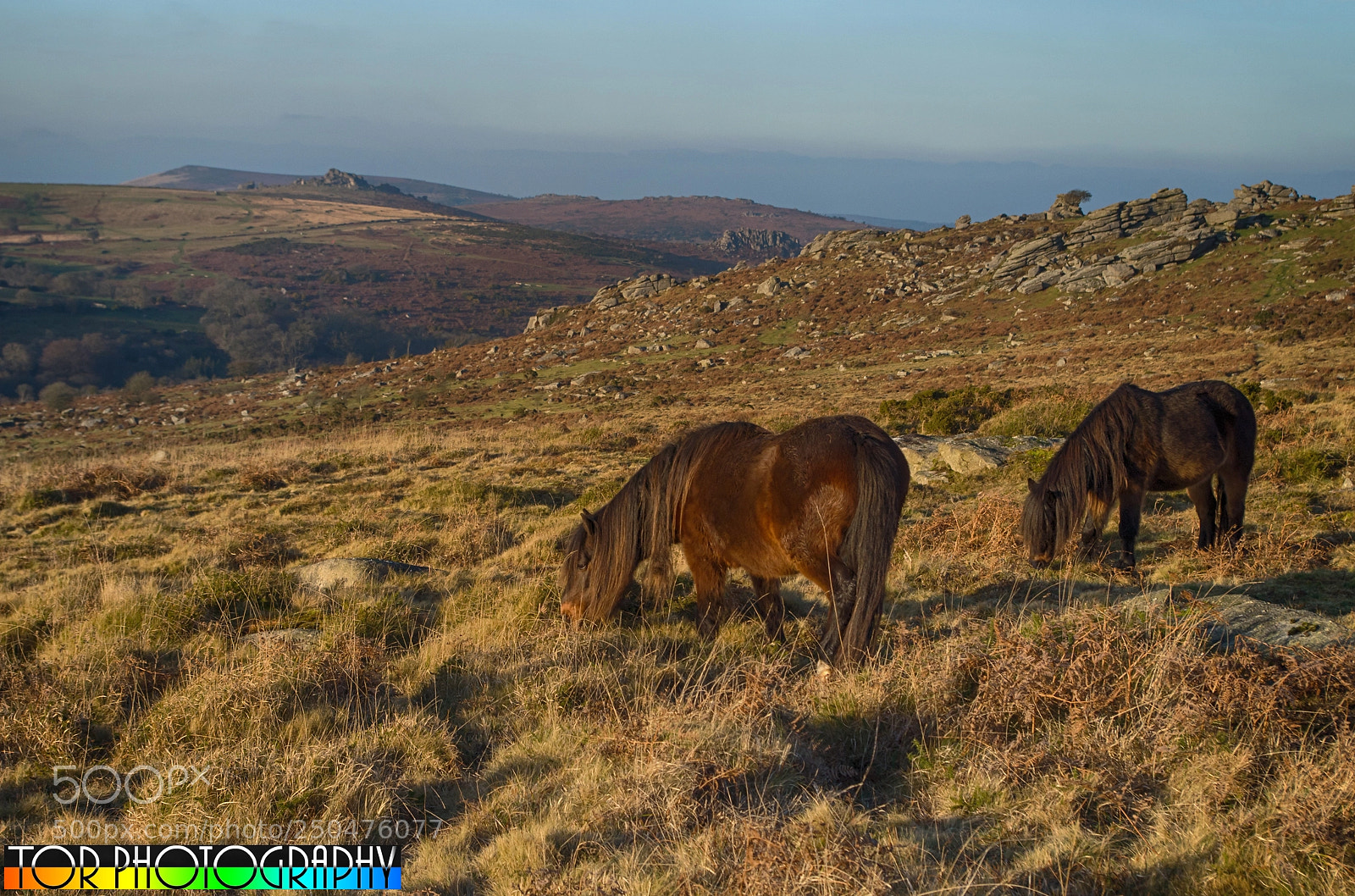 Pentax K-30 sample photo. Dartmoor ponies, emsworthy photography