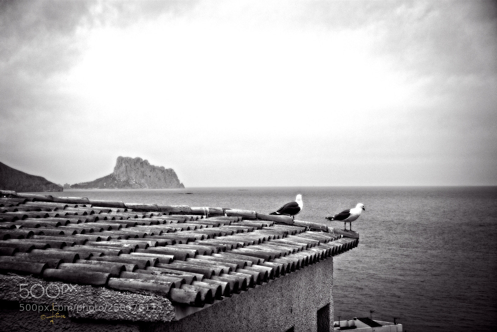 Fujifilm X-T1 sample photo. Altea birds photography