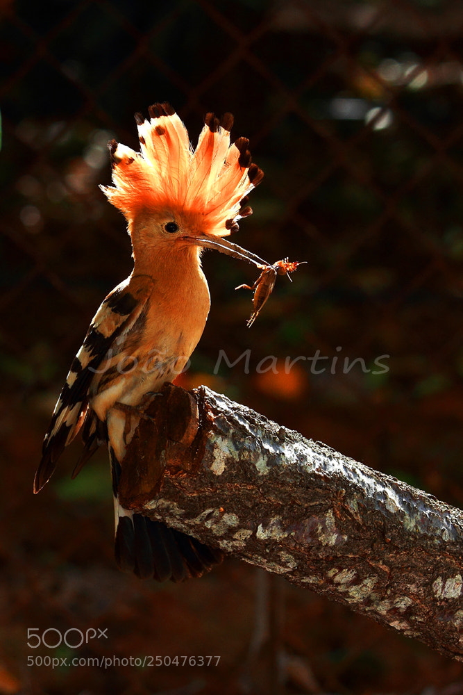 Canon EOS 7D sample photo. Poupa photography